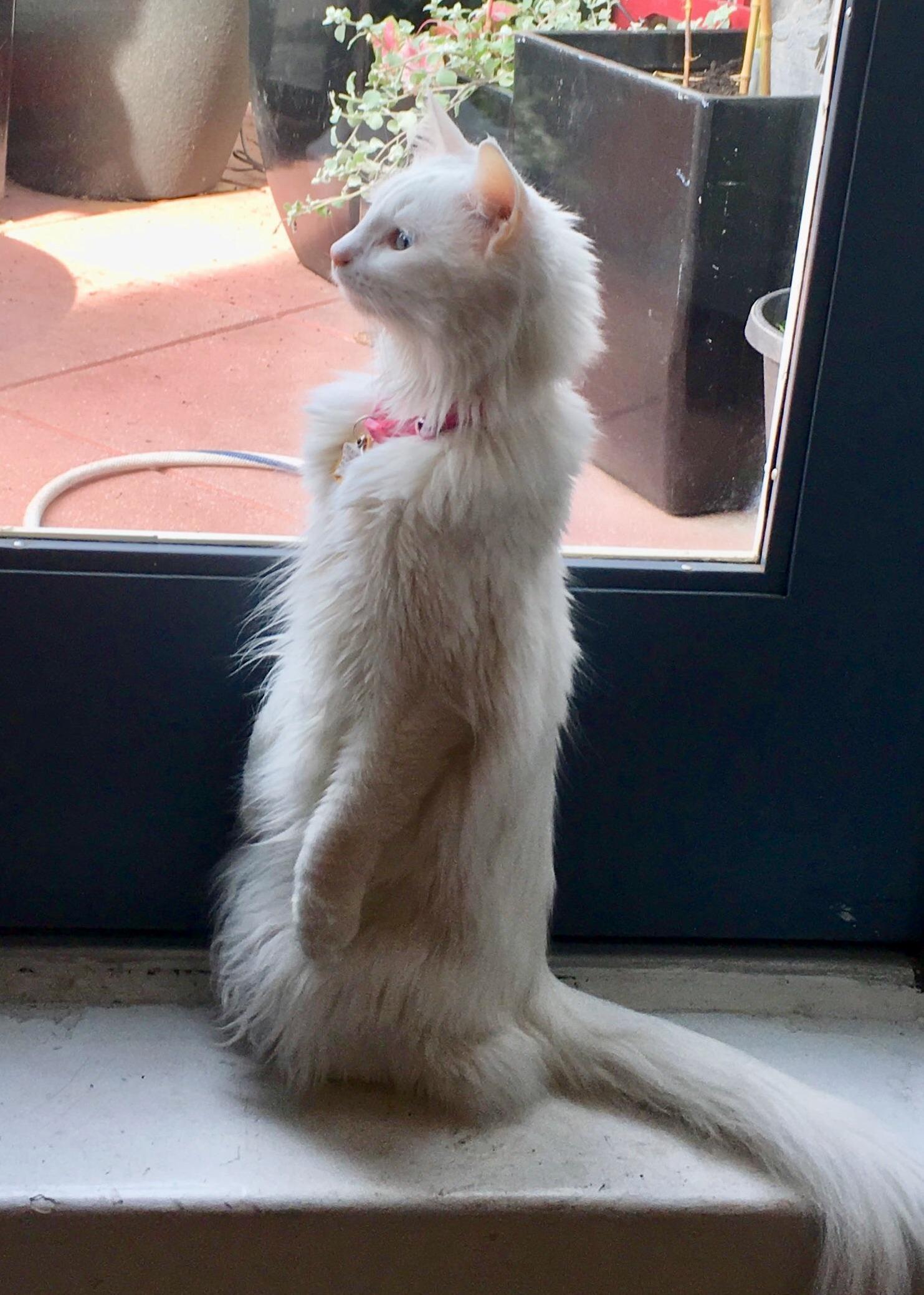 Lenore Enjoys Watching the Birds.