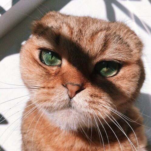 Leonardo Di Catprio