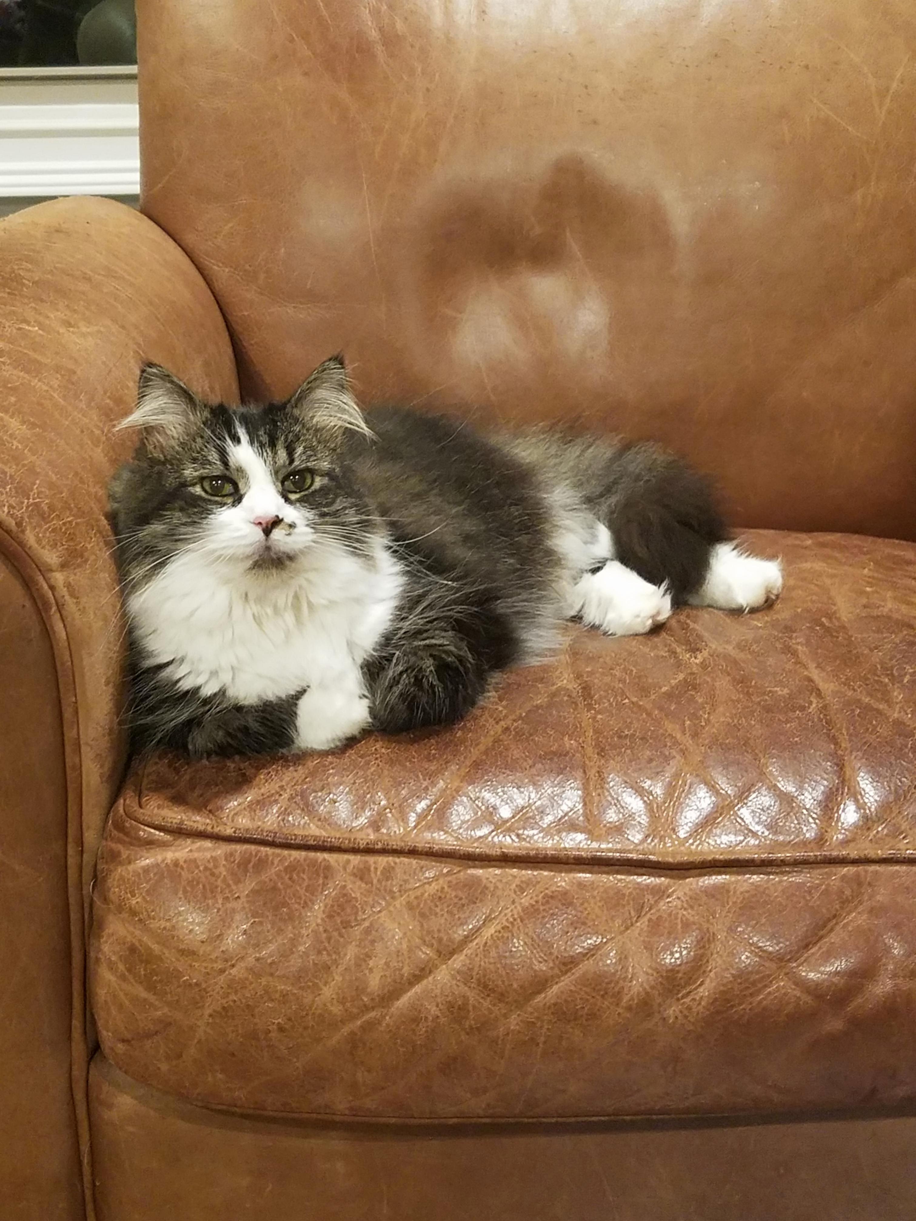 Little Sage Is Usually Afraid to Go Upstairs, but Today Shes Upstairs with Me D