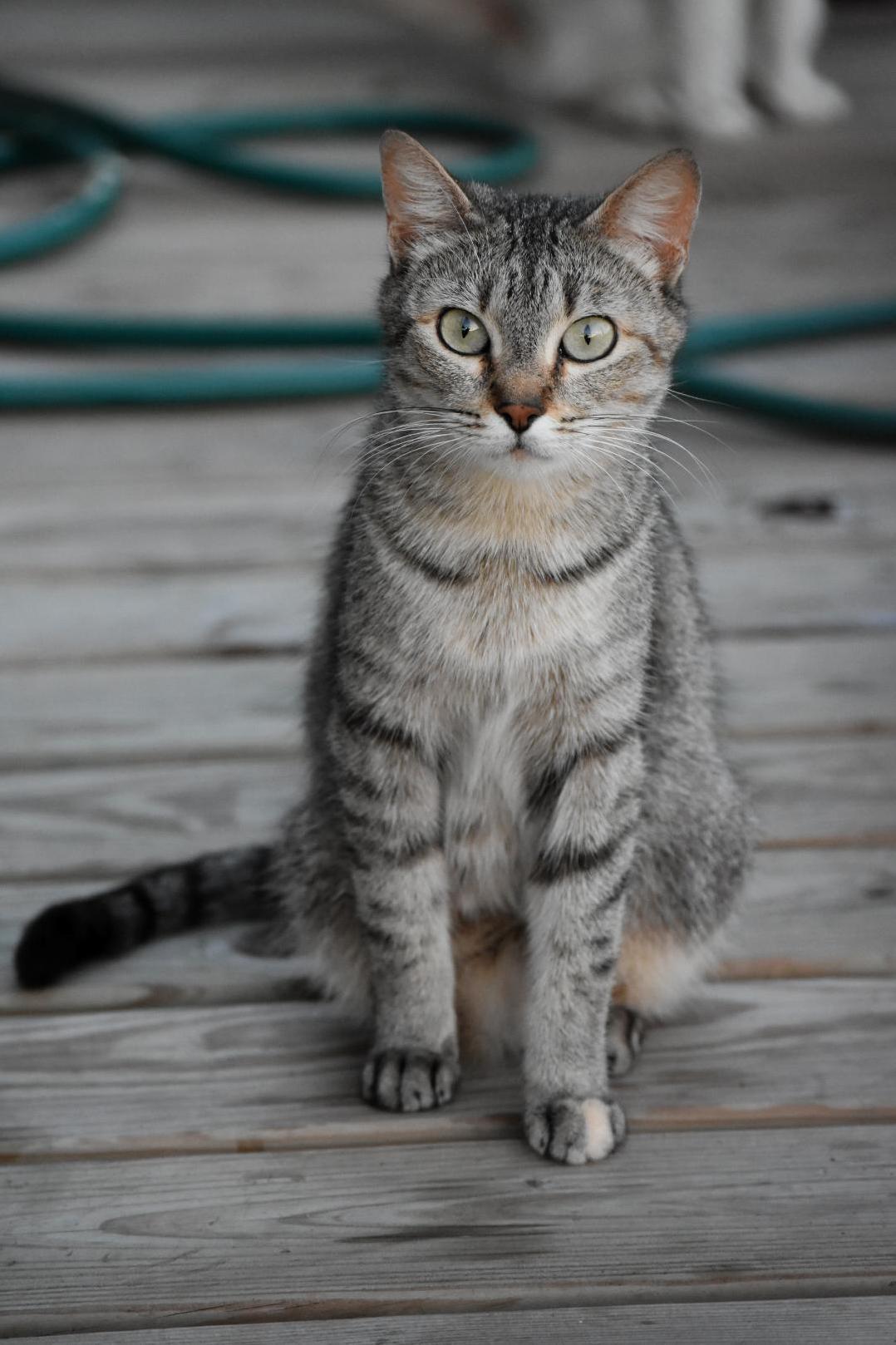 Local Stray Cat That Visits Us Often