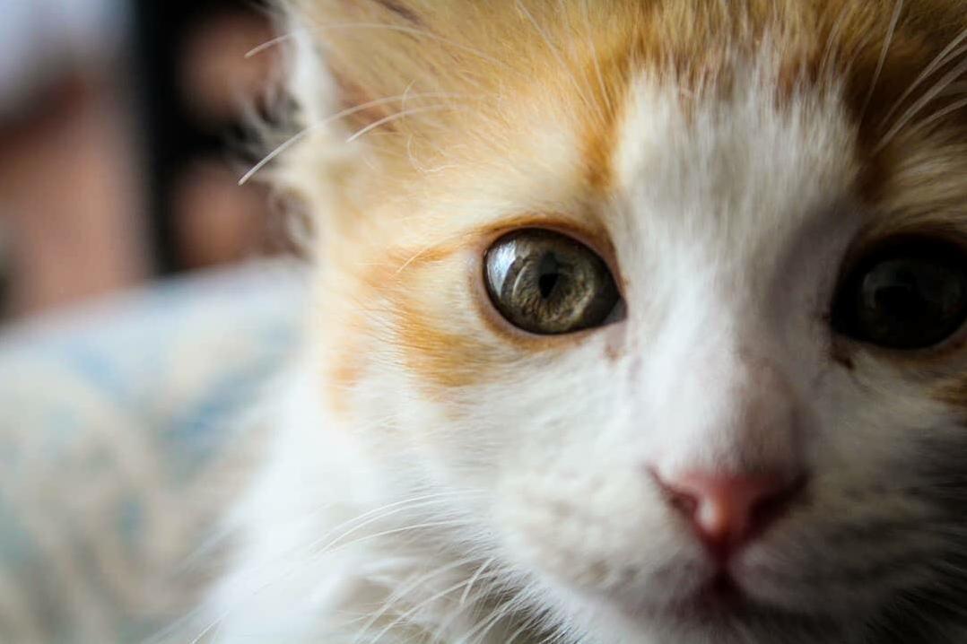 Loki Is the Most Photogenic Kitty I Know.