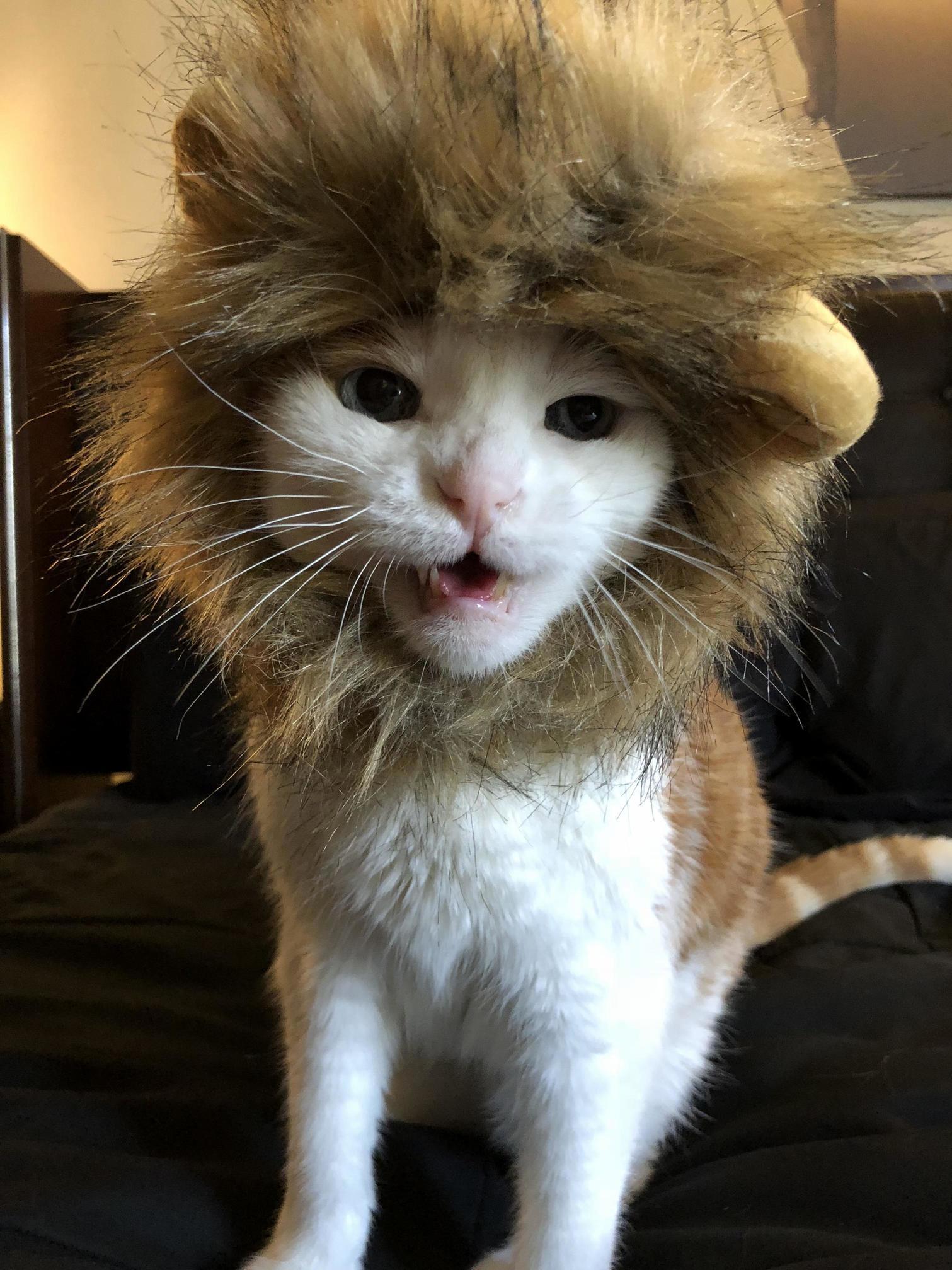 Look Simba, Everything the Light Touches Is Our Kingdom