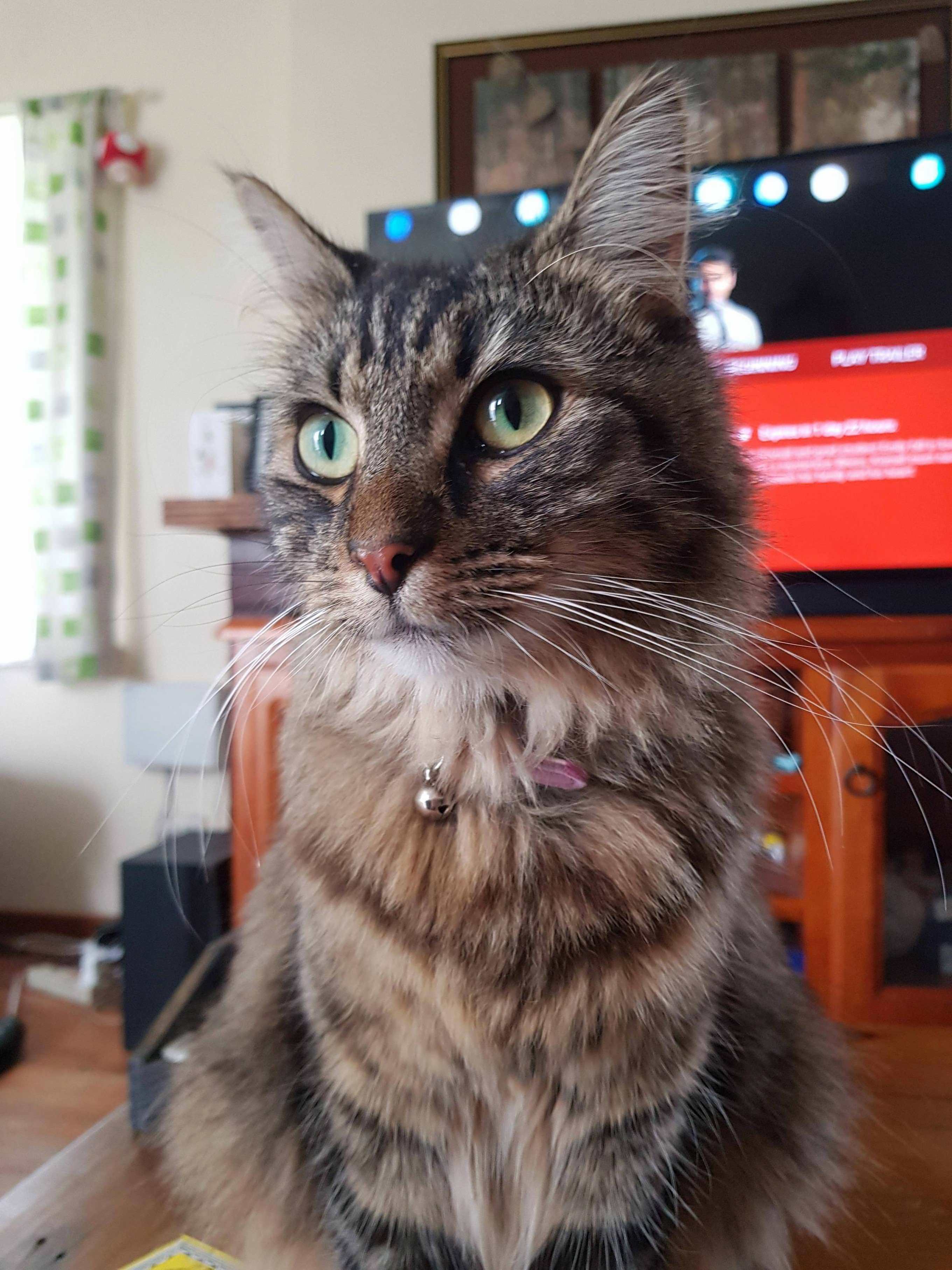 Lost My Baby Thorin Last Week. He Filled My Life with So Much Joy and Happiness. Rest in Peace Little Baby.