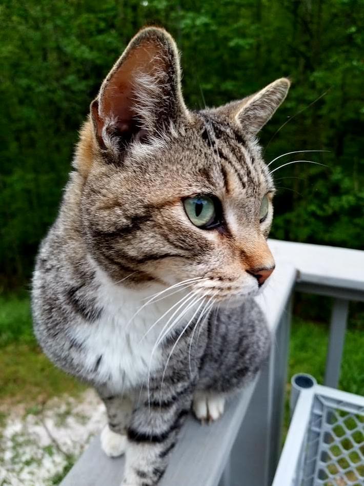 Lost This Furry Guy Last Week, It Was a Great 9 Years but Im Going to Miss Him.
