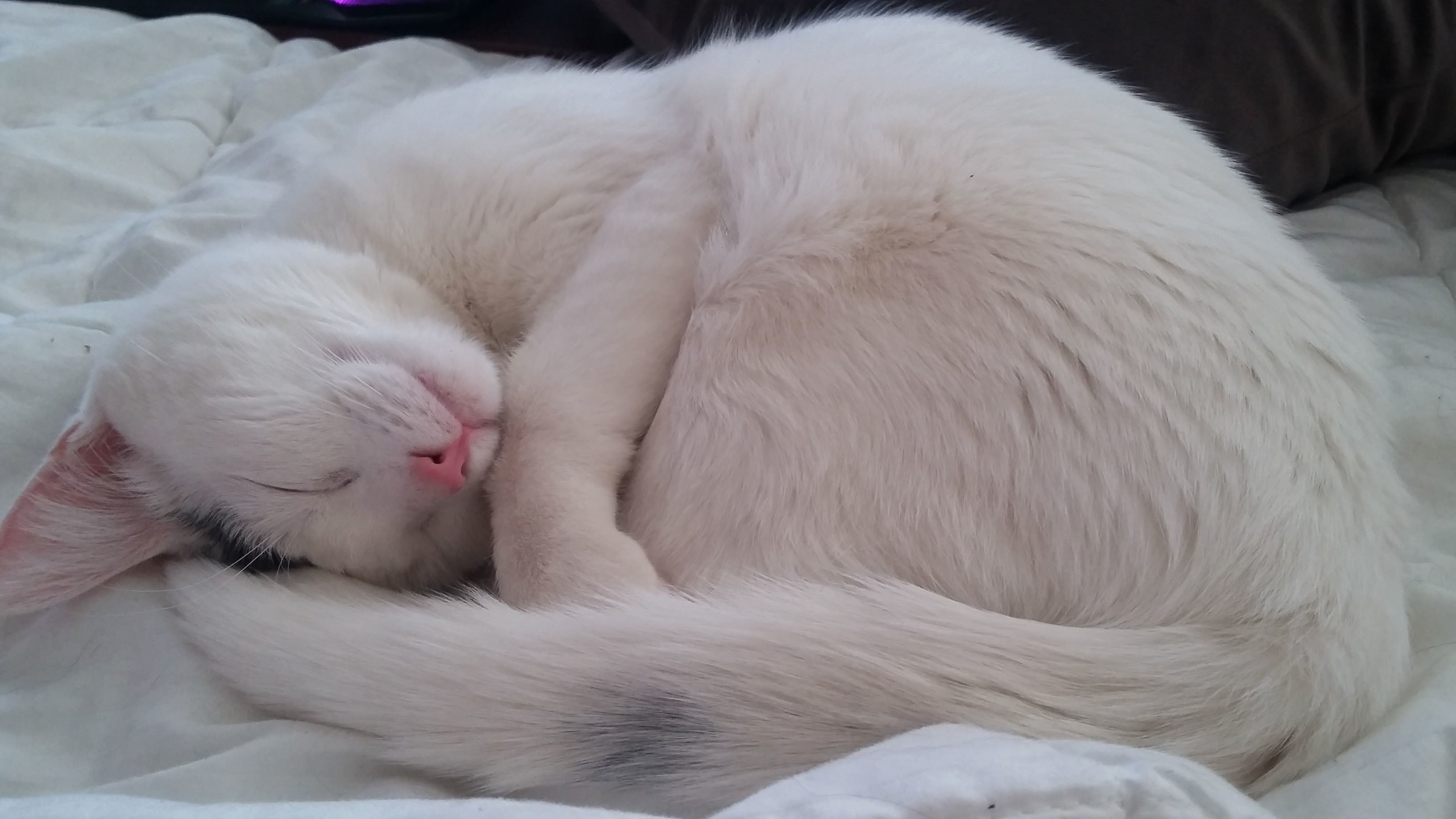 Luna Always Looks So Cozy and Content During Her Naps.