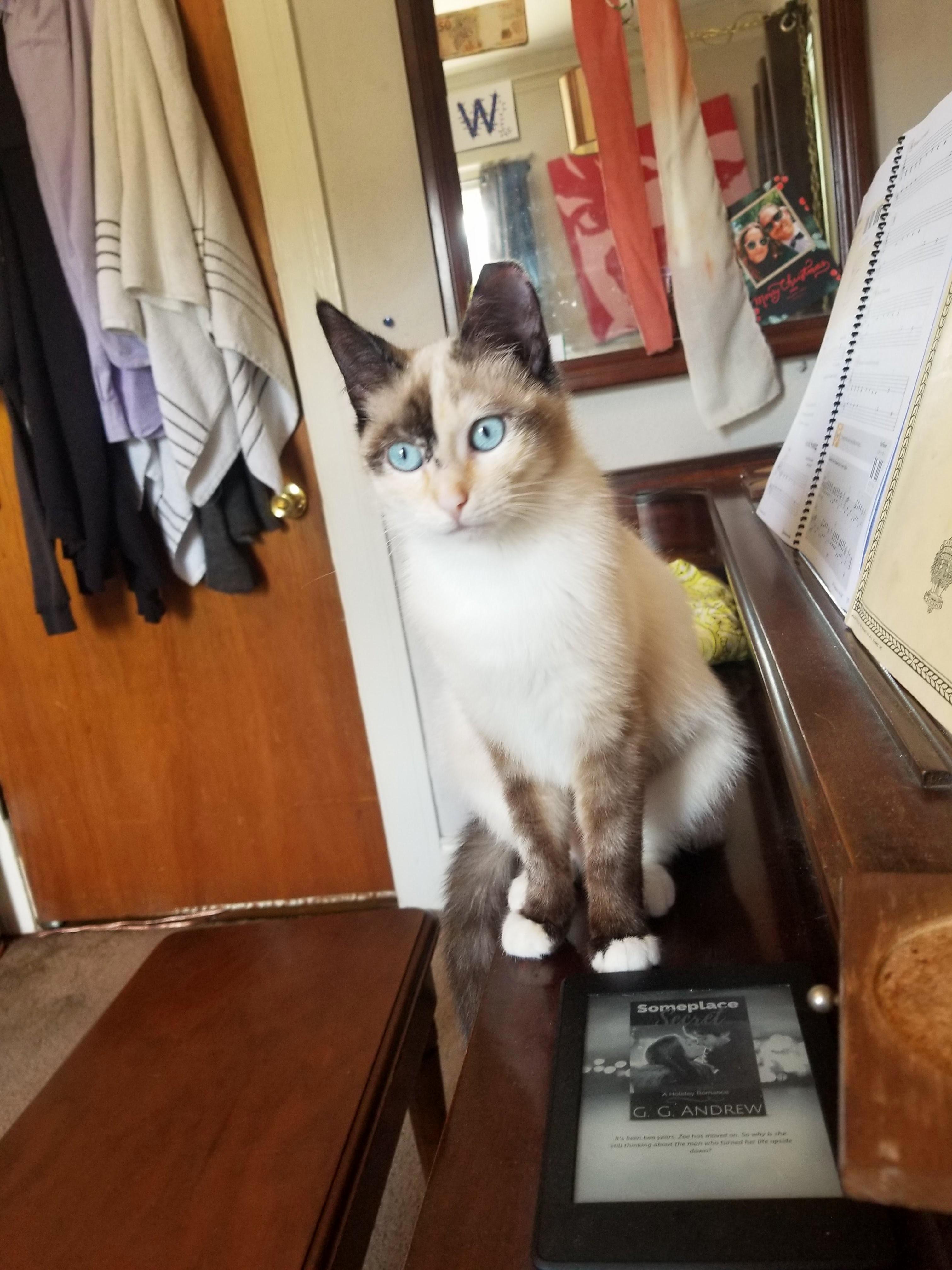 Meet Isadora. They Said She Was Too Shy to Be Adopted and Were Going to Release Her Back Into the Colony but Were Doing Juat Fine Over Her, Thank You.