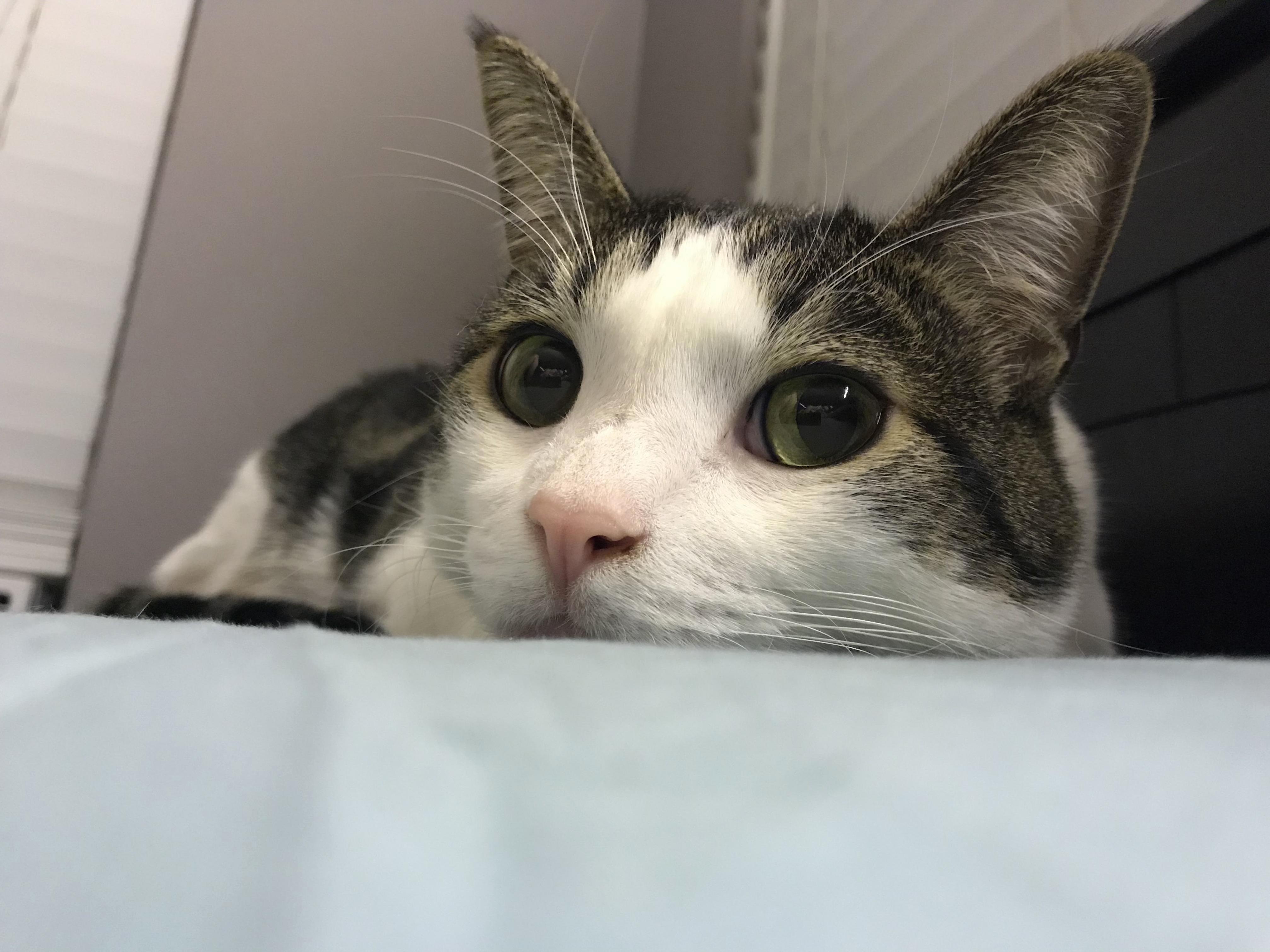 Meet Marshall.