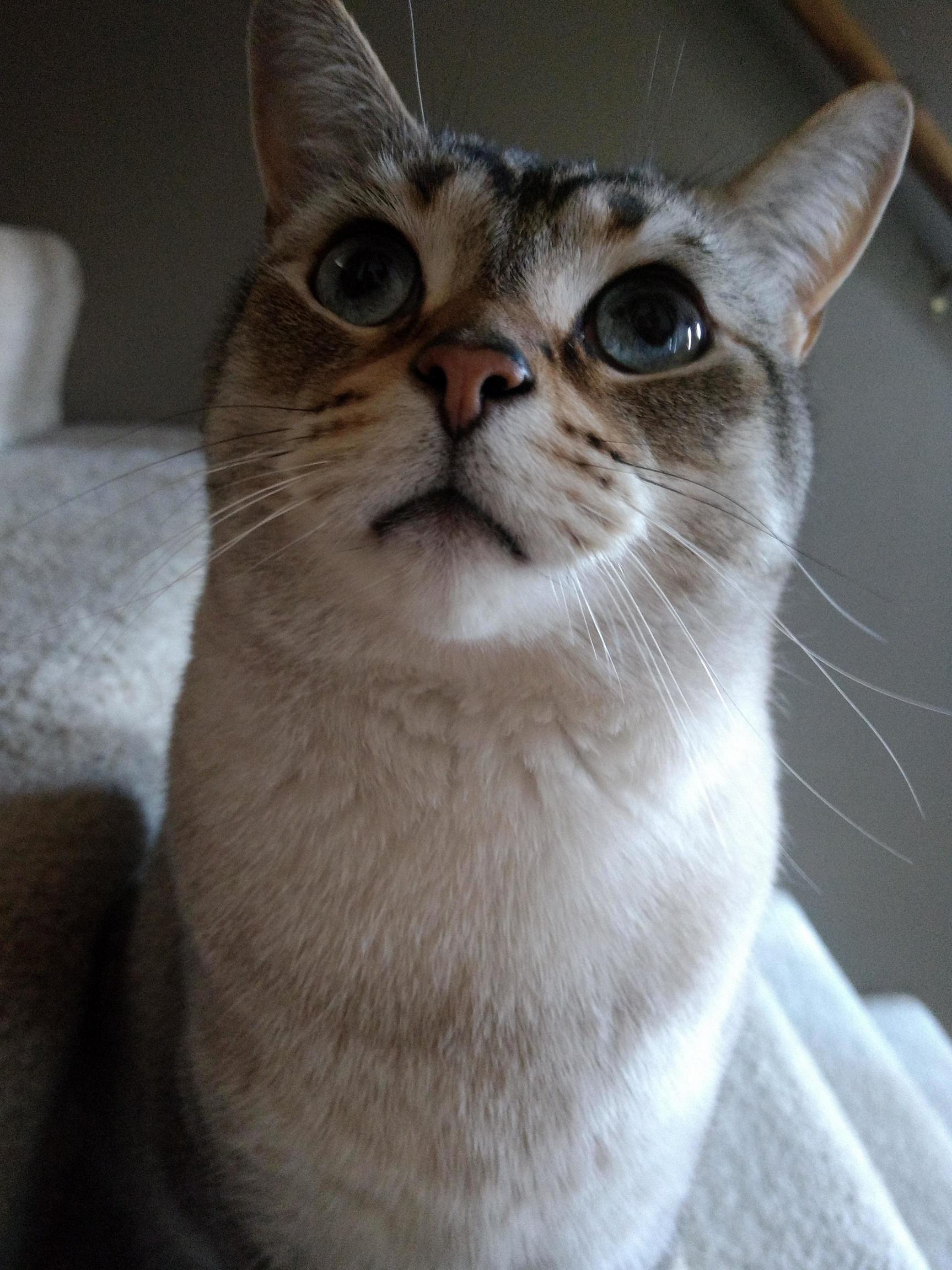 Meet Olaf.