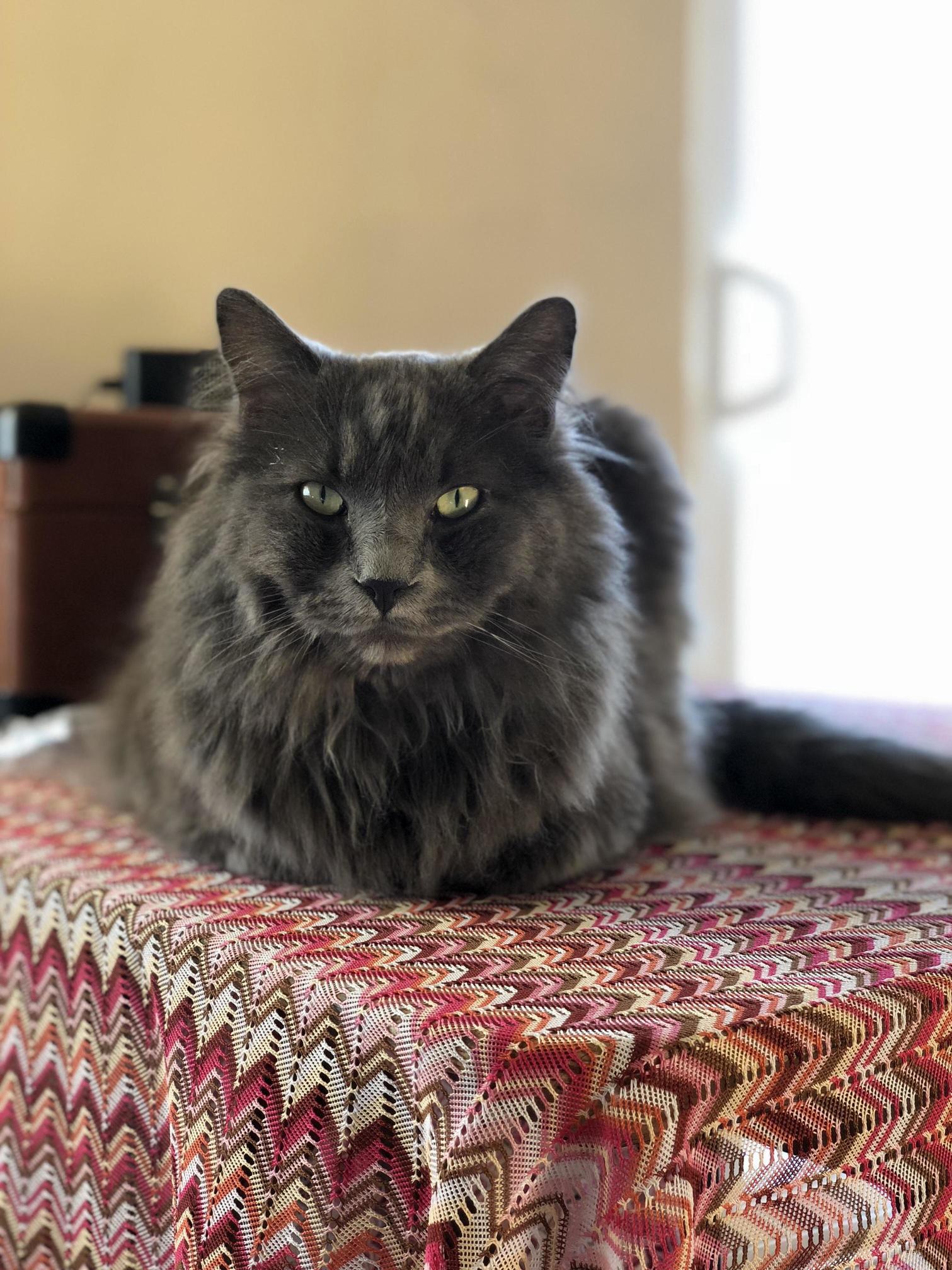 Meet Rayne. the Floofiest and Angriest of All Cats.