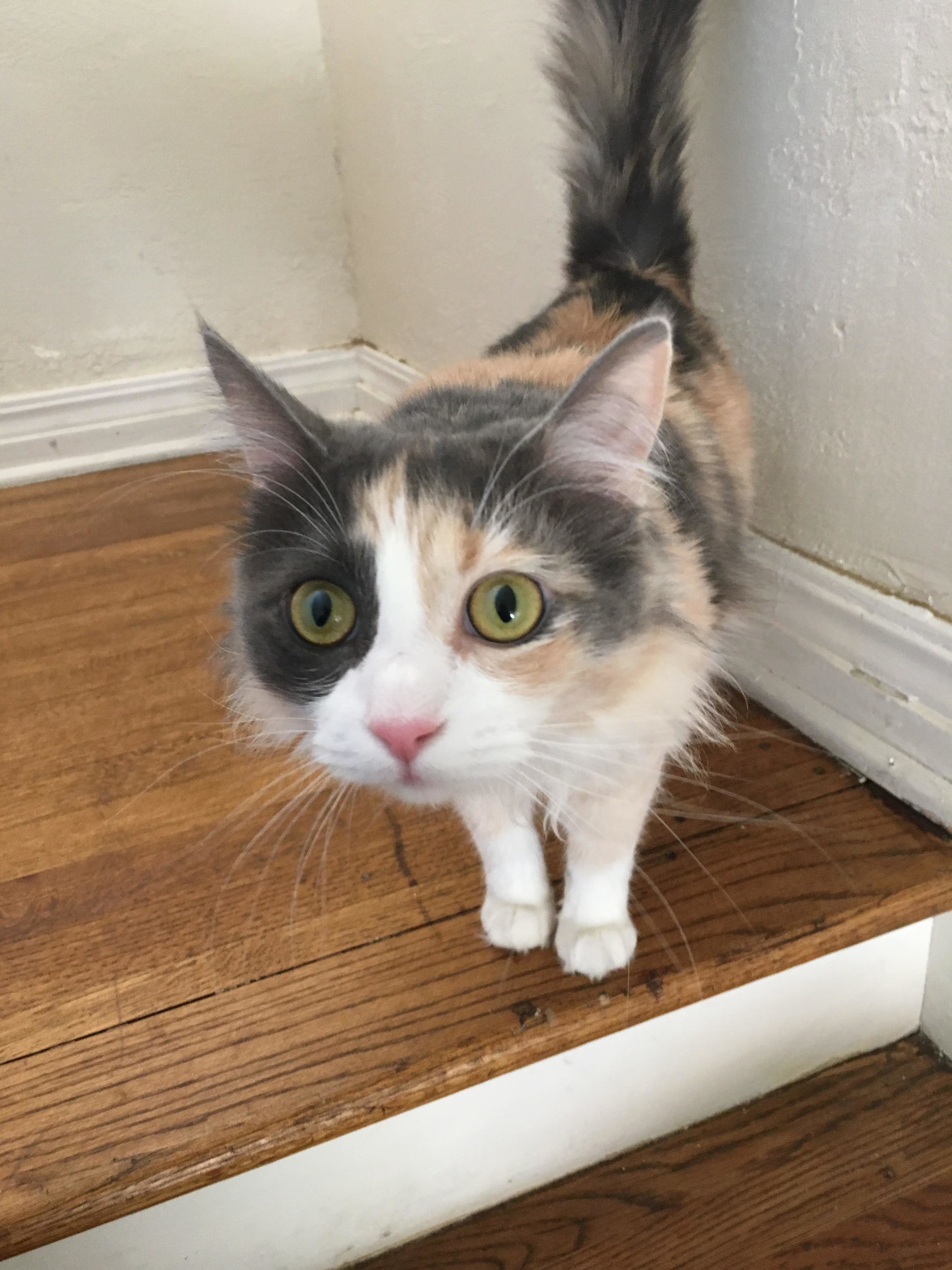 Mfw Im Trying to Decide Which Cat Pic to Post