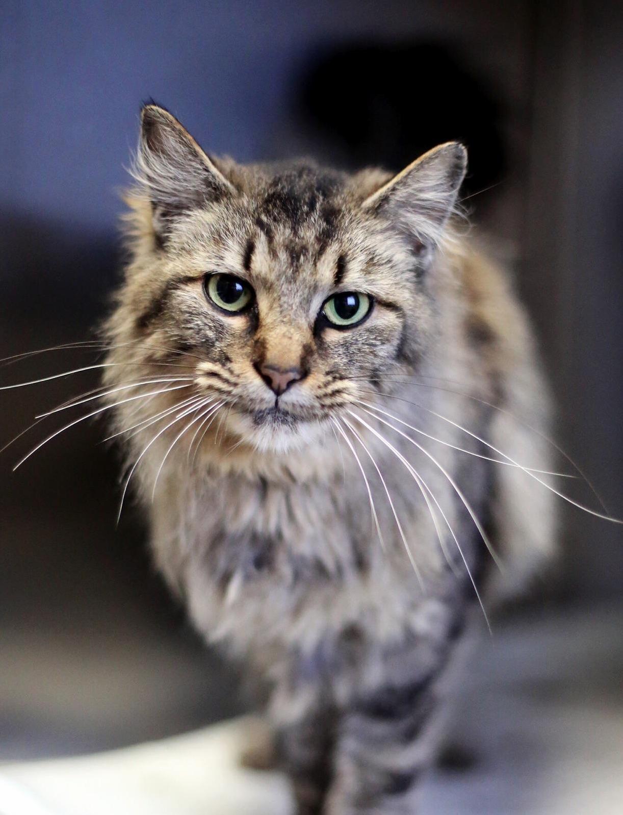 Misha the Maine Coon