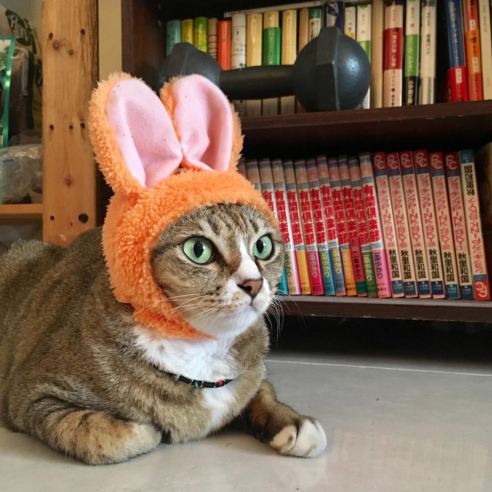 Mods Are Asleep! Post Bunnies!
