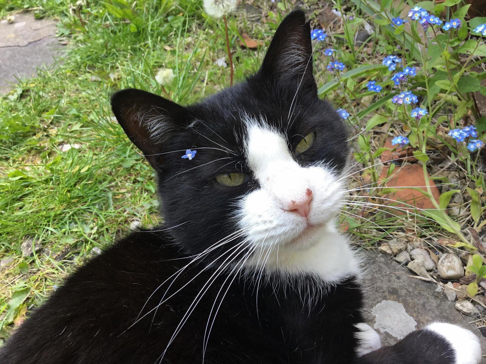 Monsieur Relaxing in the Garden