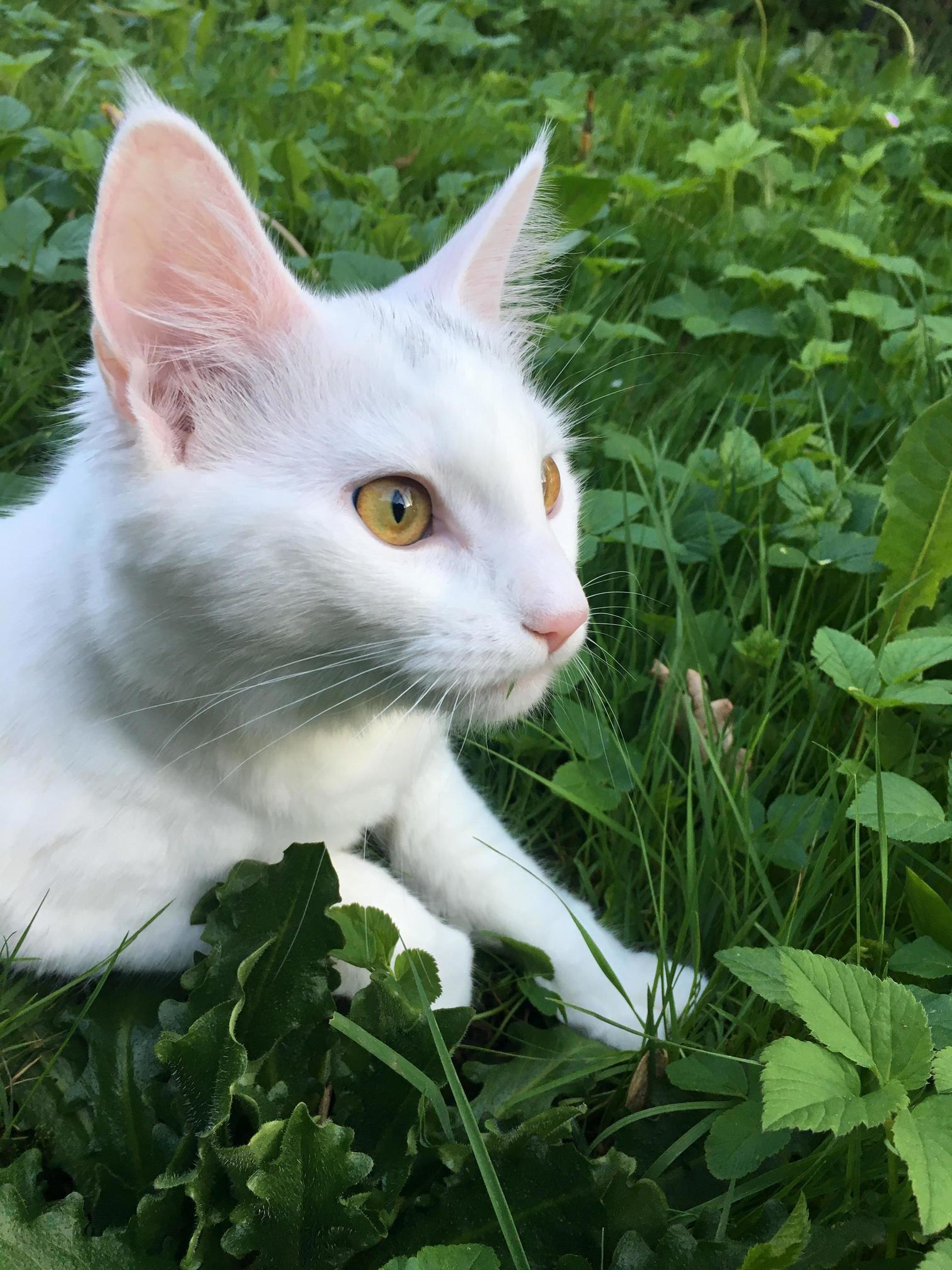 Mr. Sparkle Loves Grass