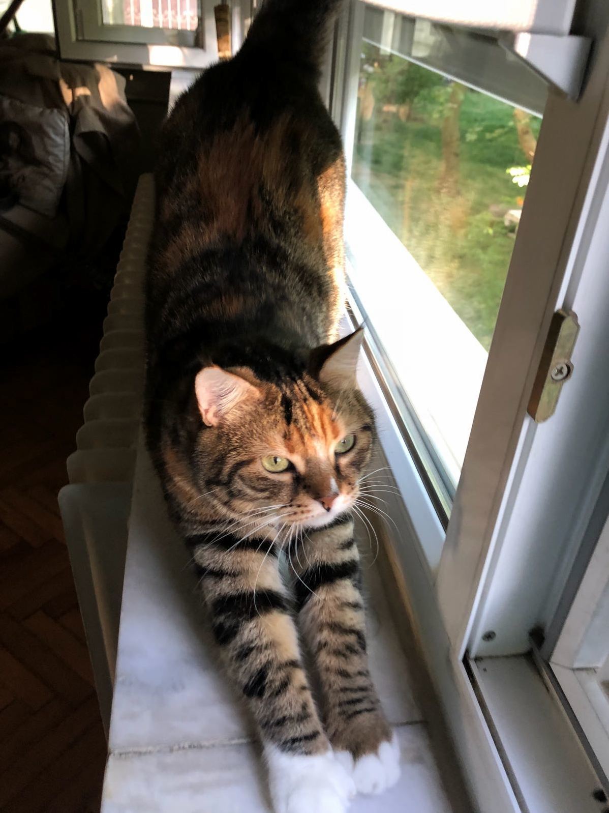 Mrs Kittens