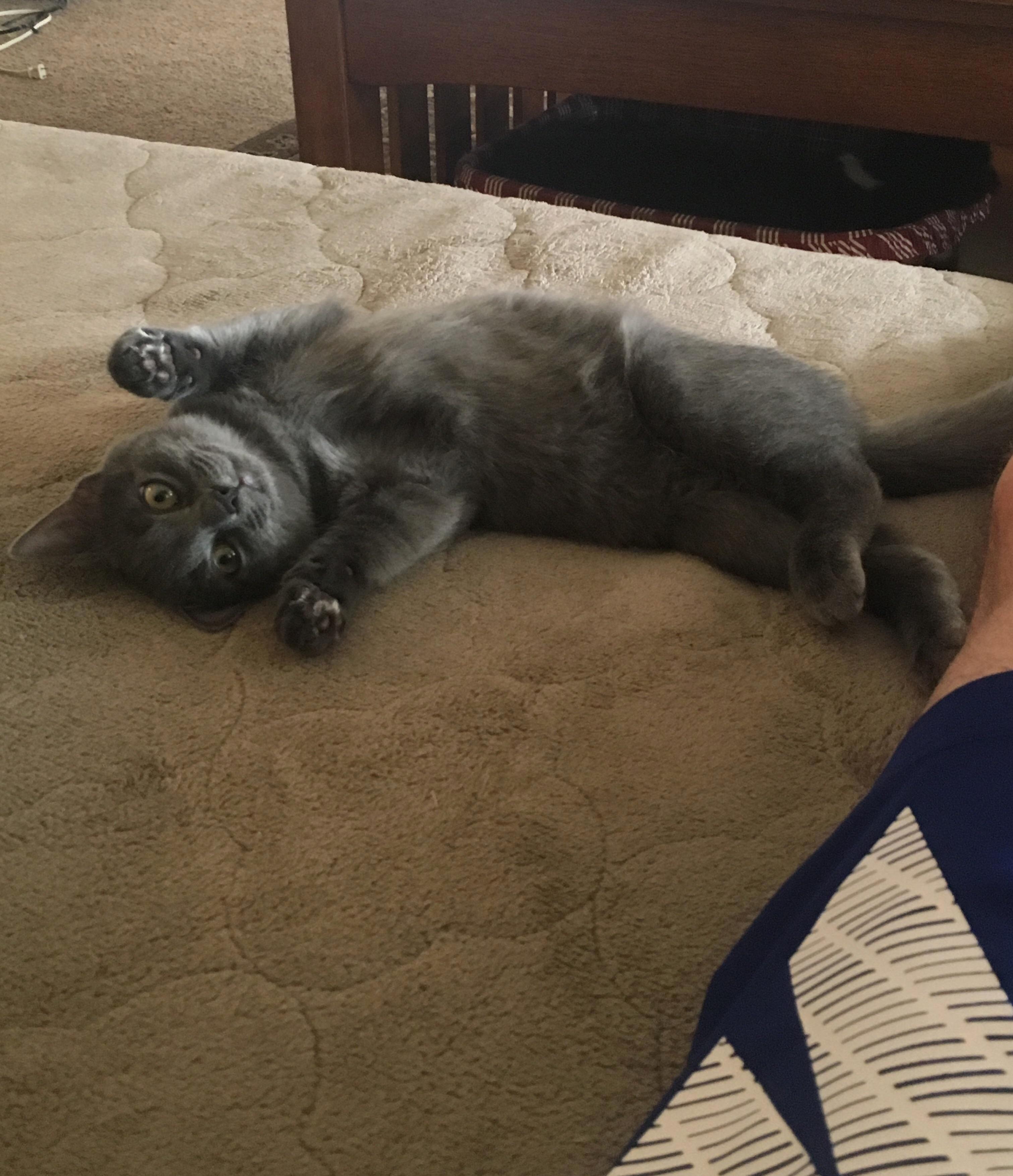My Baby Grey
