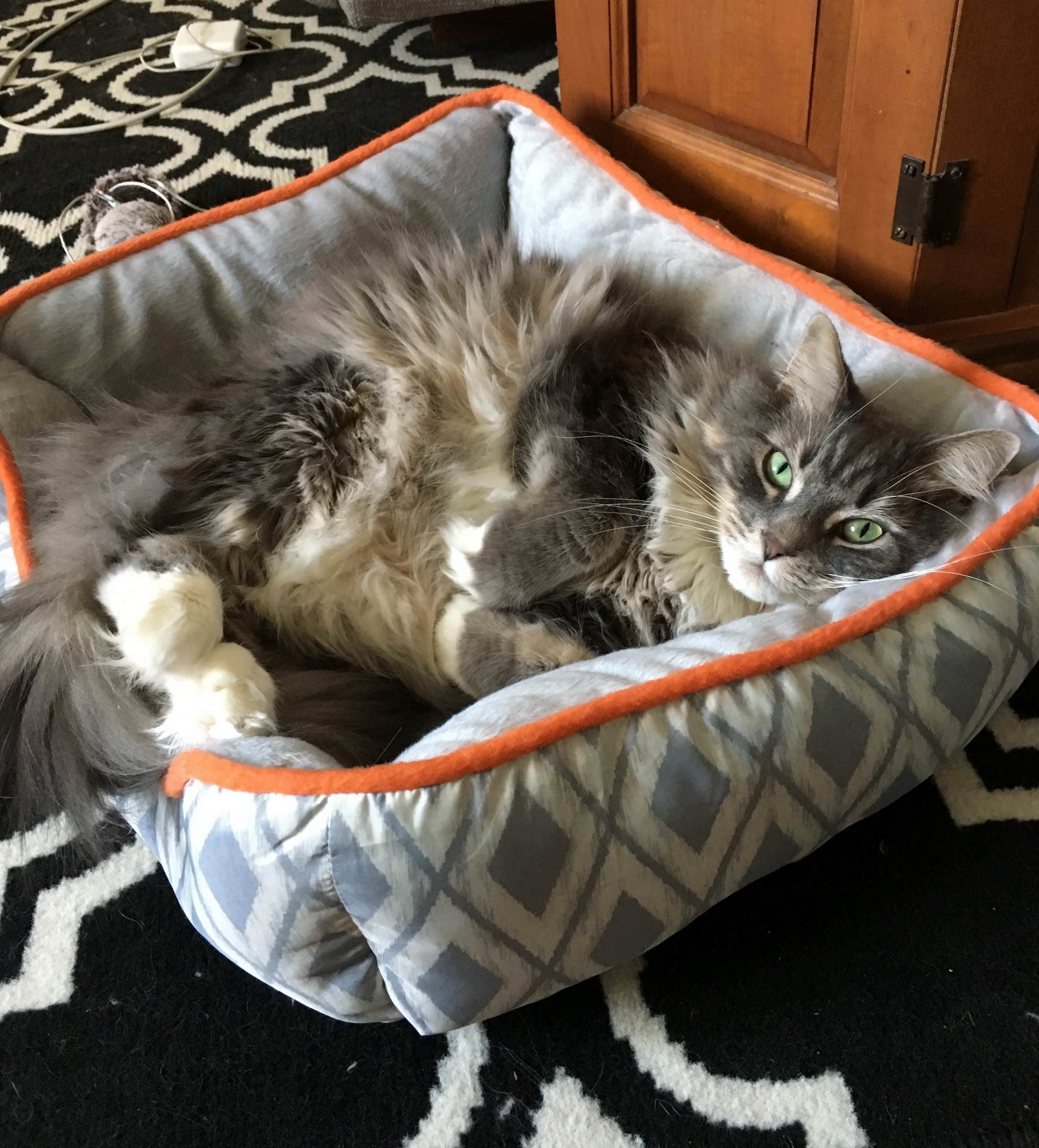 My Beautiful Boy. Every Day I Look at Him and Wonder How Someone So Evil Can Be So Cute.