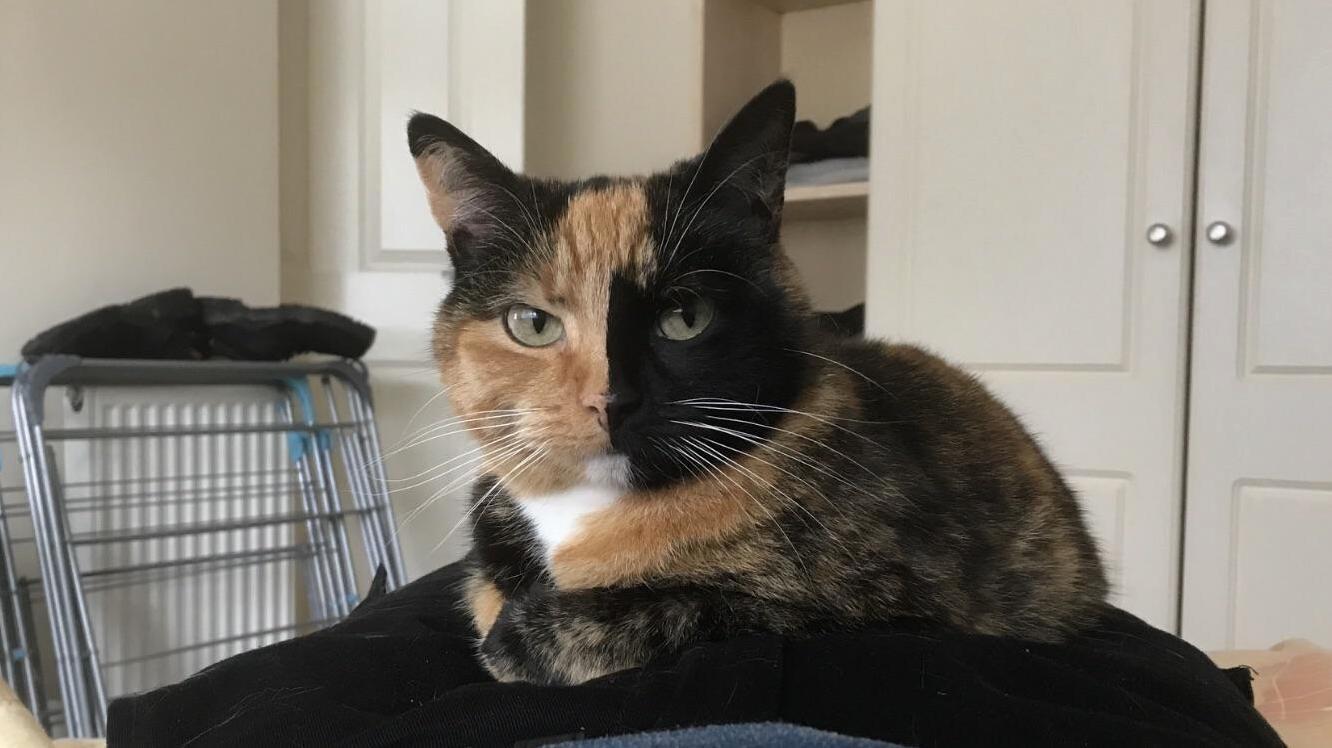 My Beautiful Lass, Tara