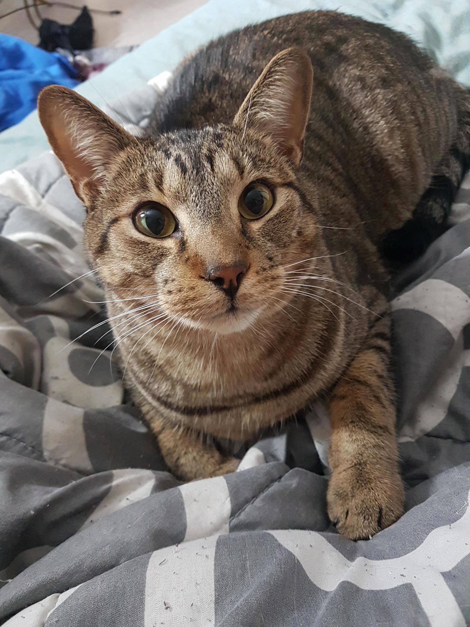 My Buddy Memphis. Found Him As a Stray When He Was Just a Wee Kitten.