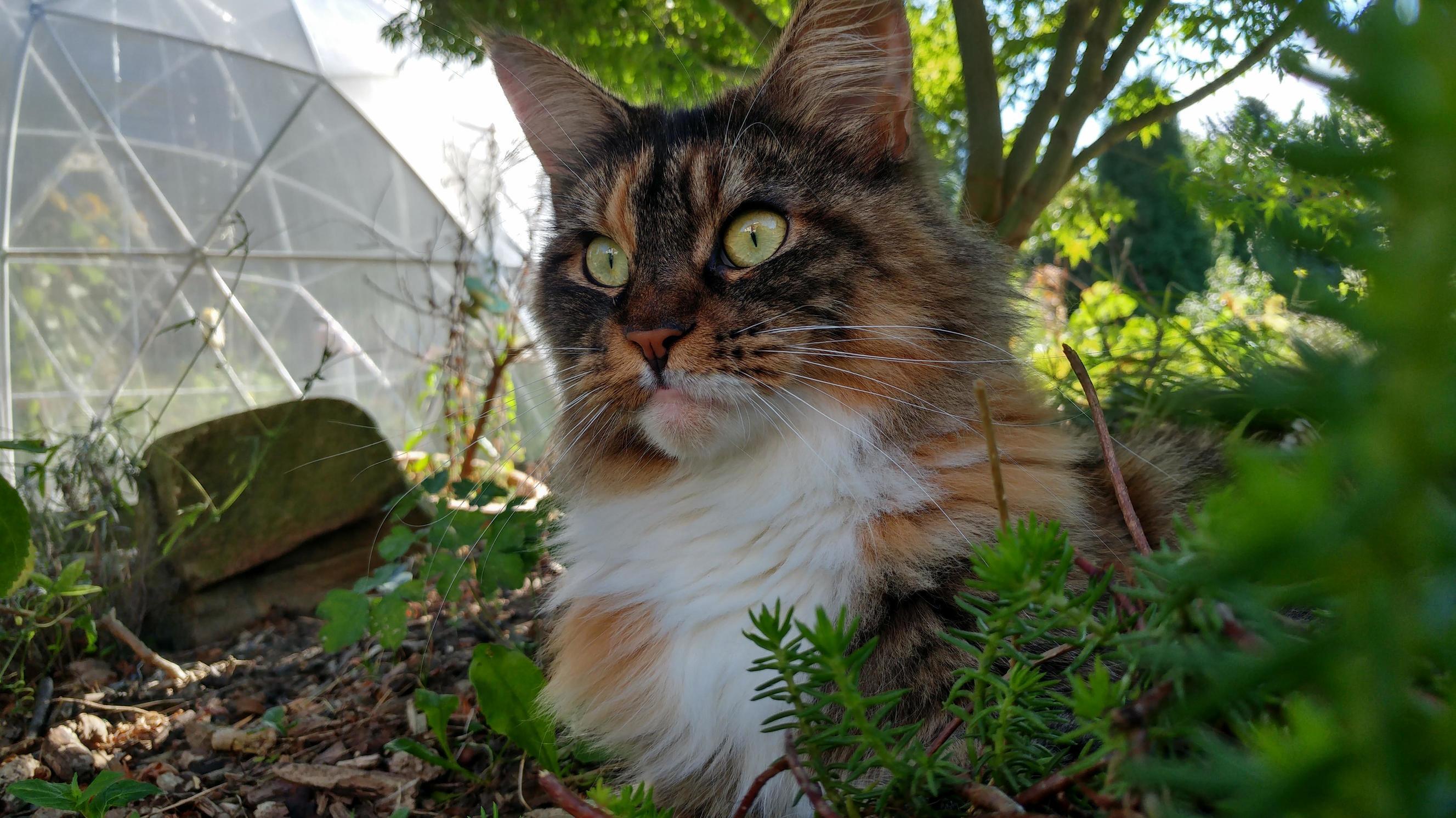My Cat Enjoying the Weather
