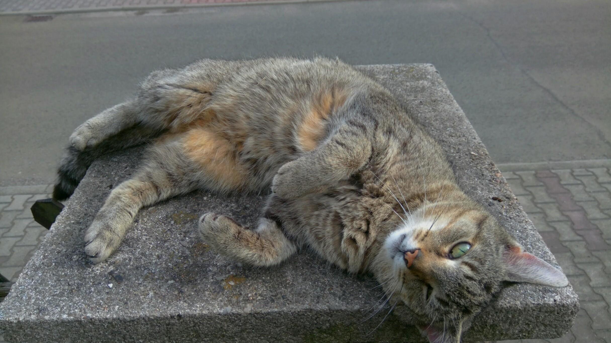 My Cat Just Turned 14 )