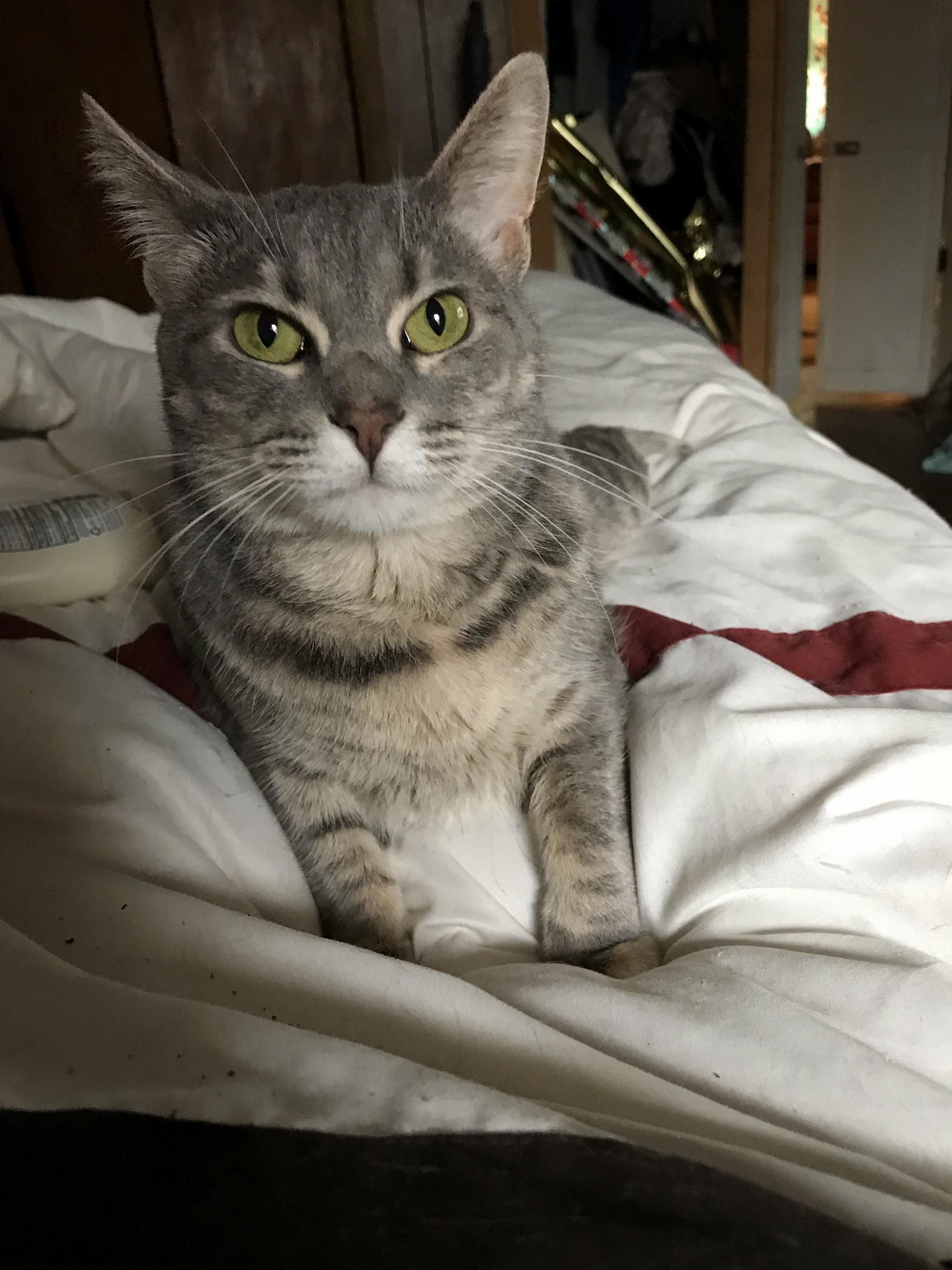 My Cat Mia