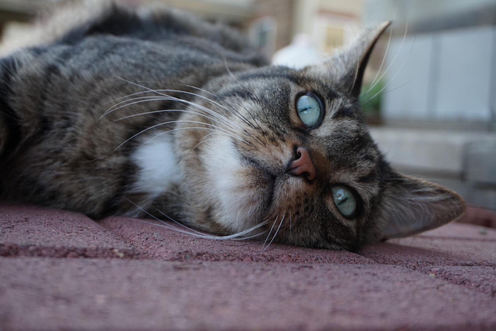 My Cat Thunder Who Is Afraid of Loud Sounds (Including Thunder)