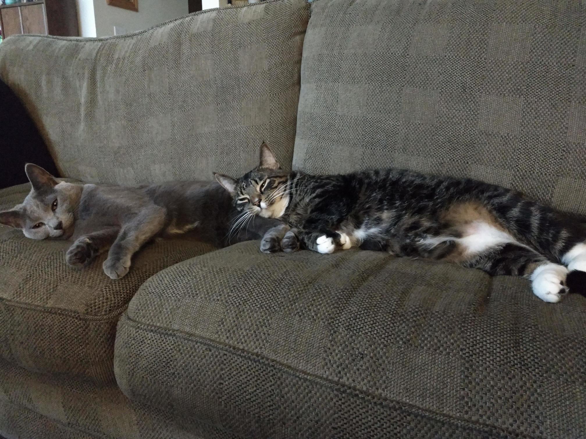 My Dudes, Odin and Loki.