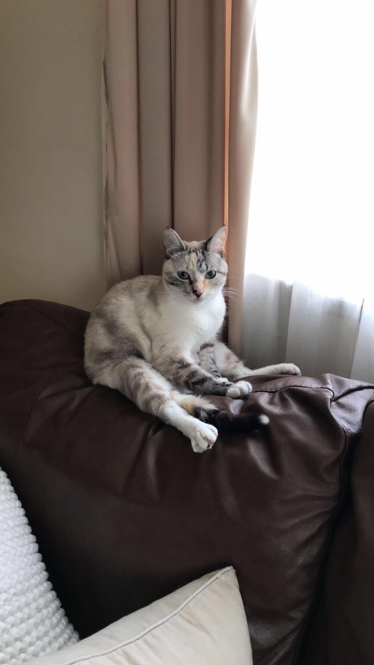 My First Time Seeing Her Sit Like a Human. a Big Milestone.