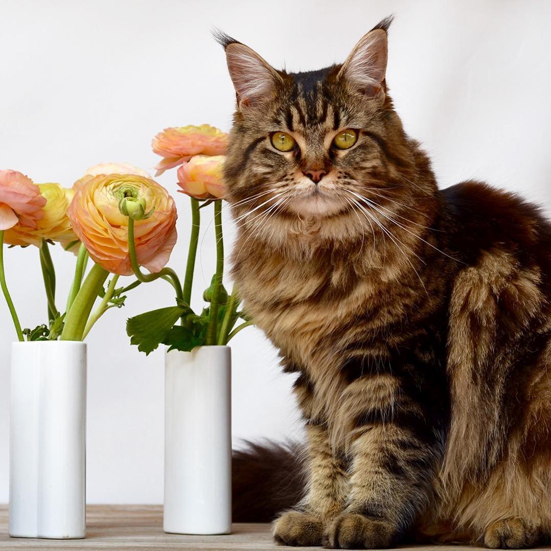 My Flower Kitty, Shes Such a Poser, but I Love That She Loves Flowers Too! [Cat Picture]