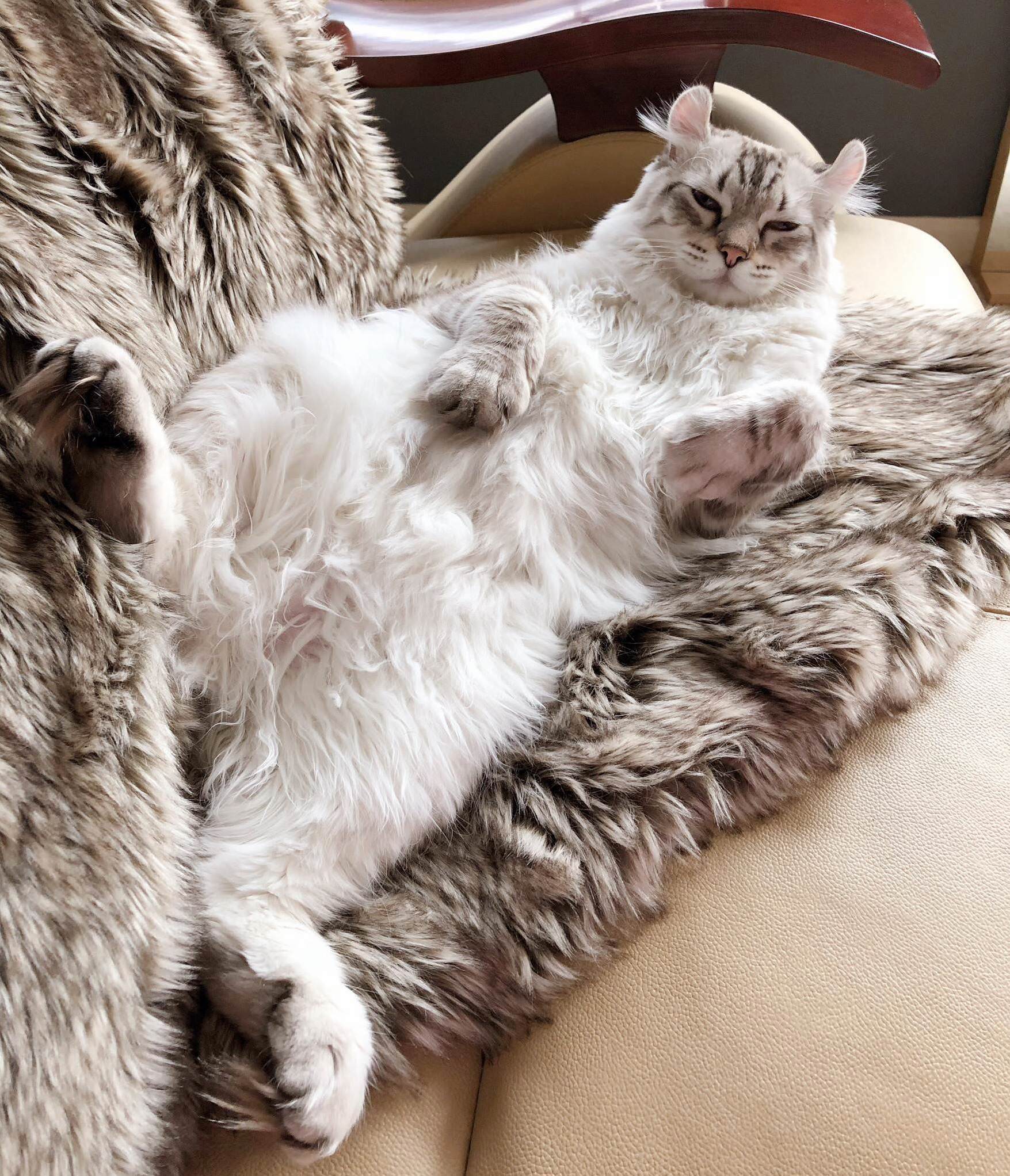 My Fluffy Boi (Warning Irresistible Belly Fluff)