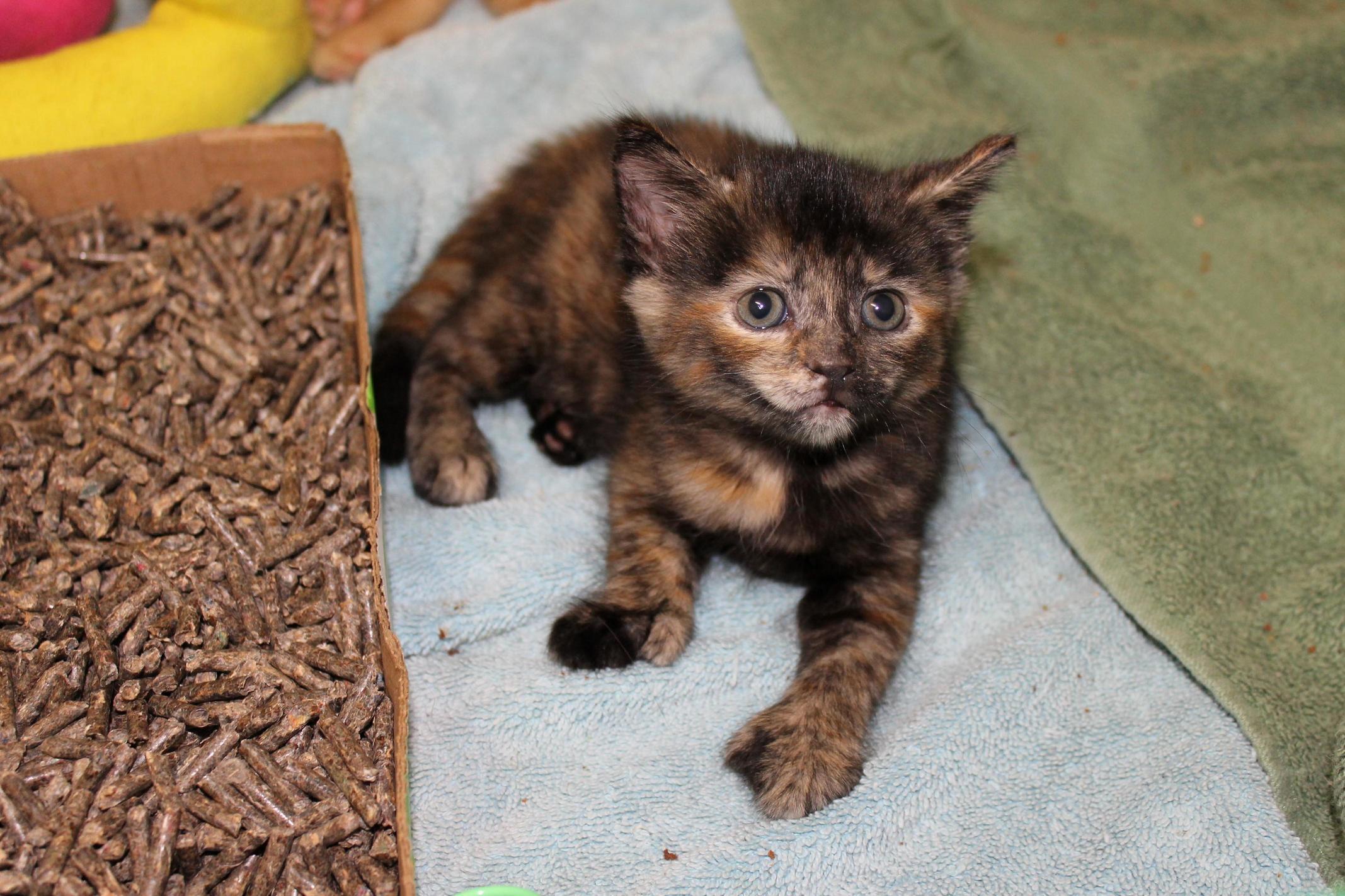 My Four Week Old Foster Kit 3