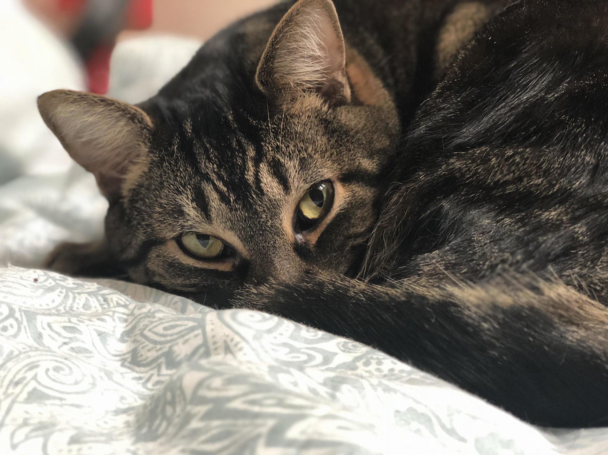 My Kitty Loki!