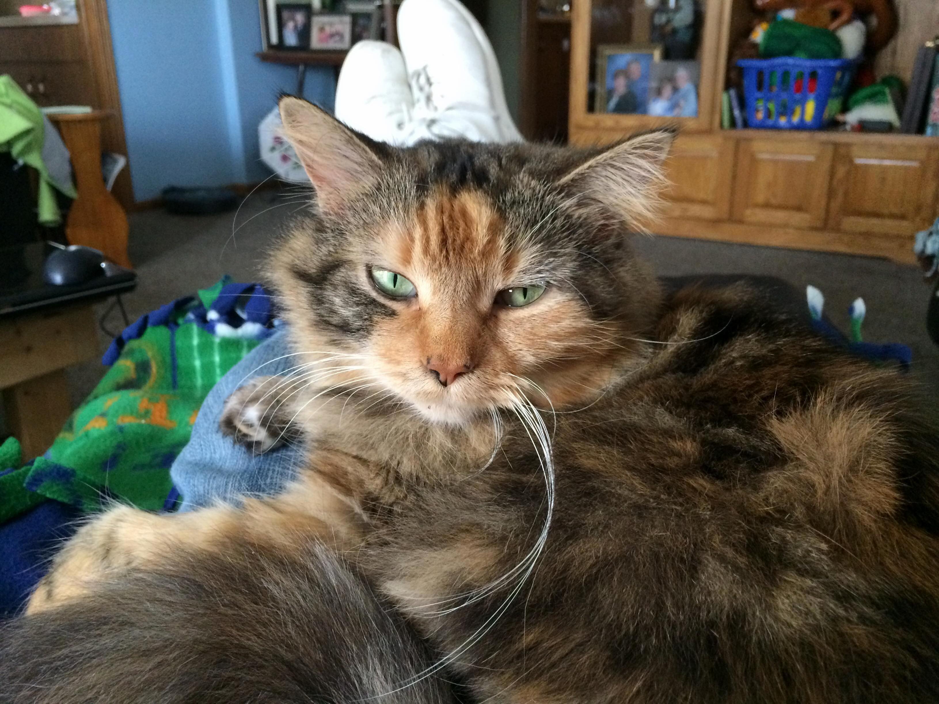 My Kitty Shae, Shes Being Taken Care of by My Parents Back Stateside While Im Stationed in Over in Japan.