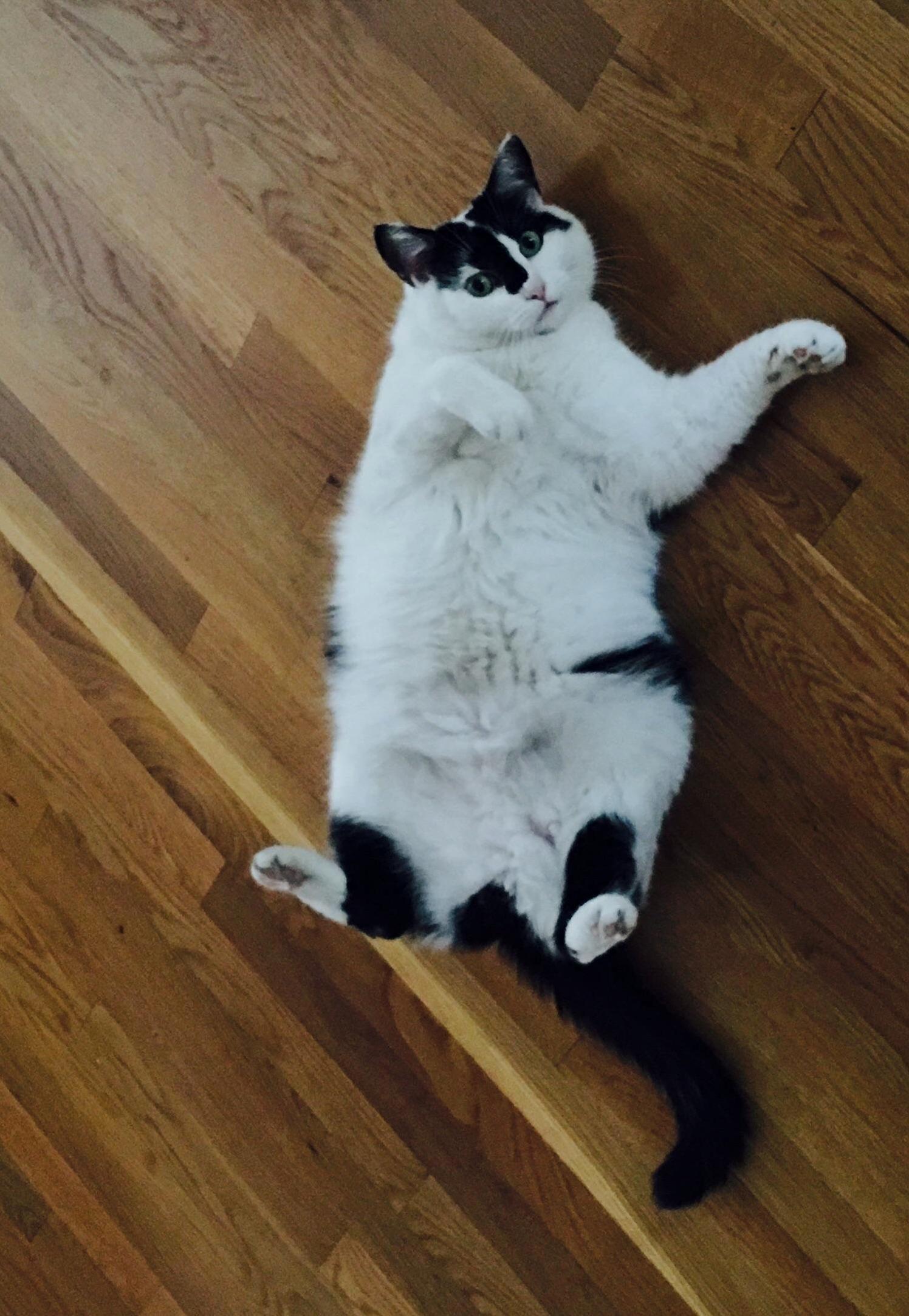 My Little (but Not Really) Marshmallow
