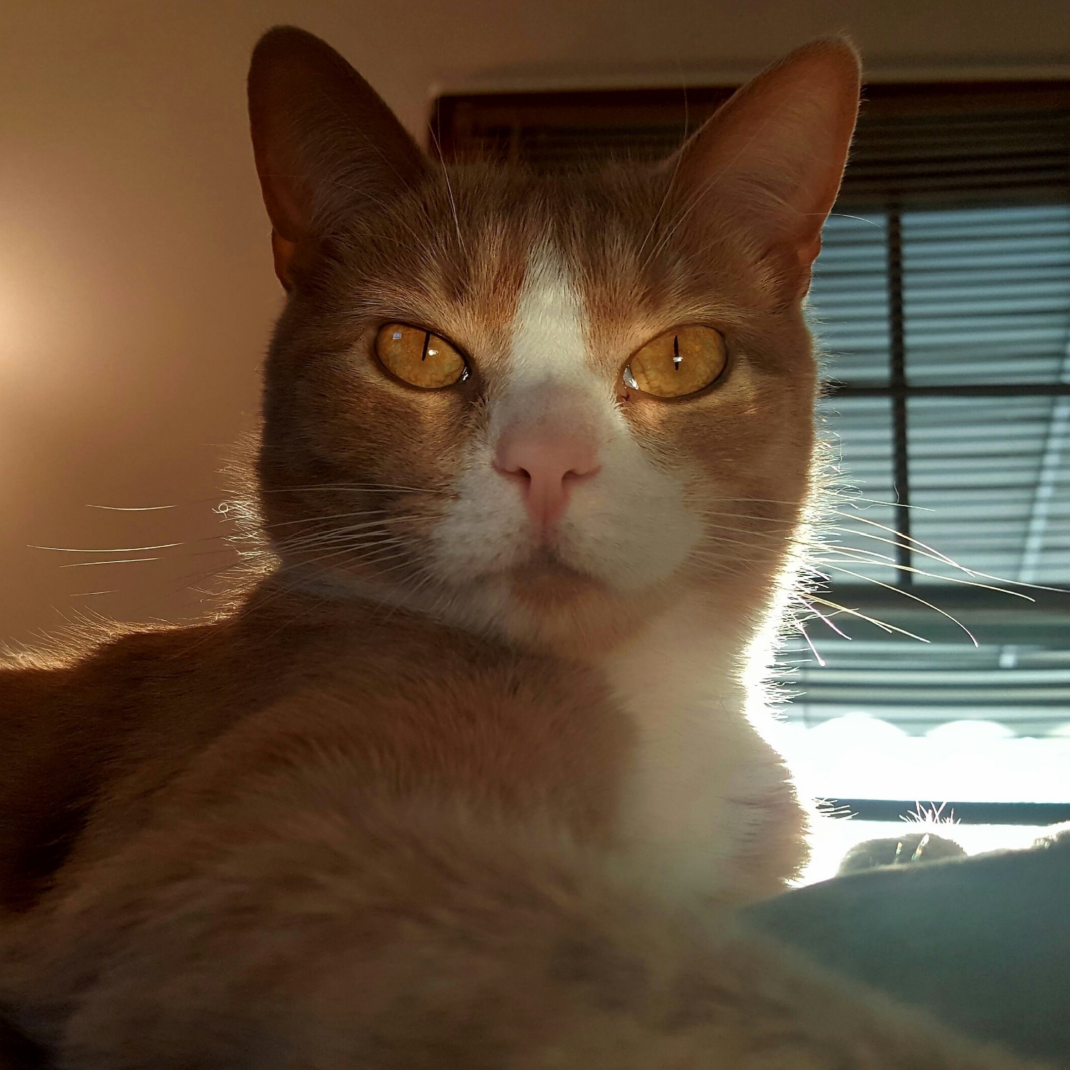 My Little Demon