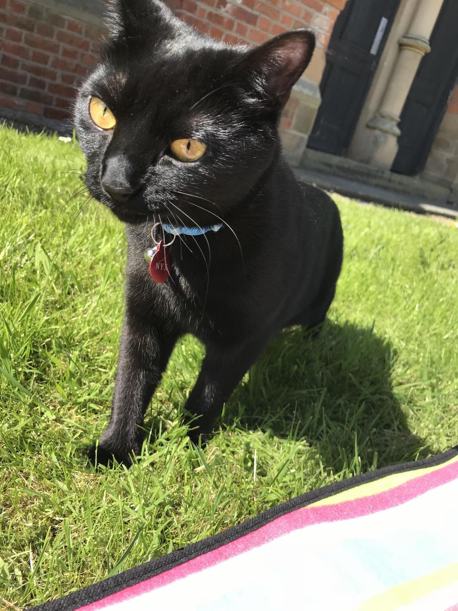 My Little Lady Came Outside Today for the First Time! Here She Is Enjoying the Grass in the Sunshine!