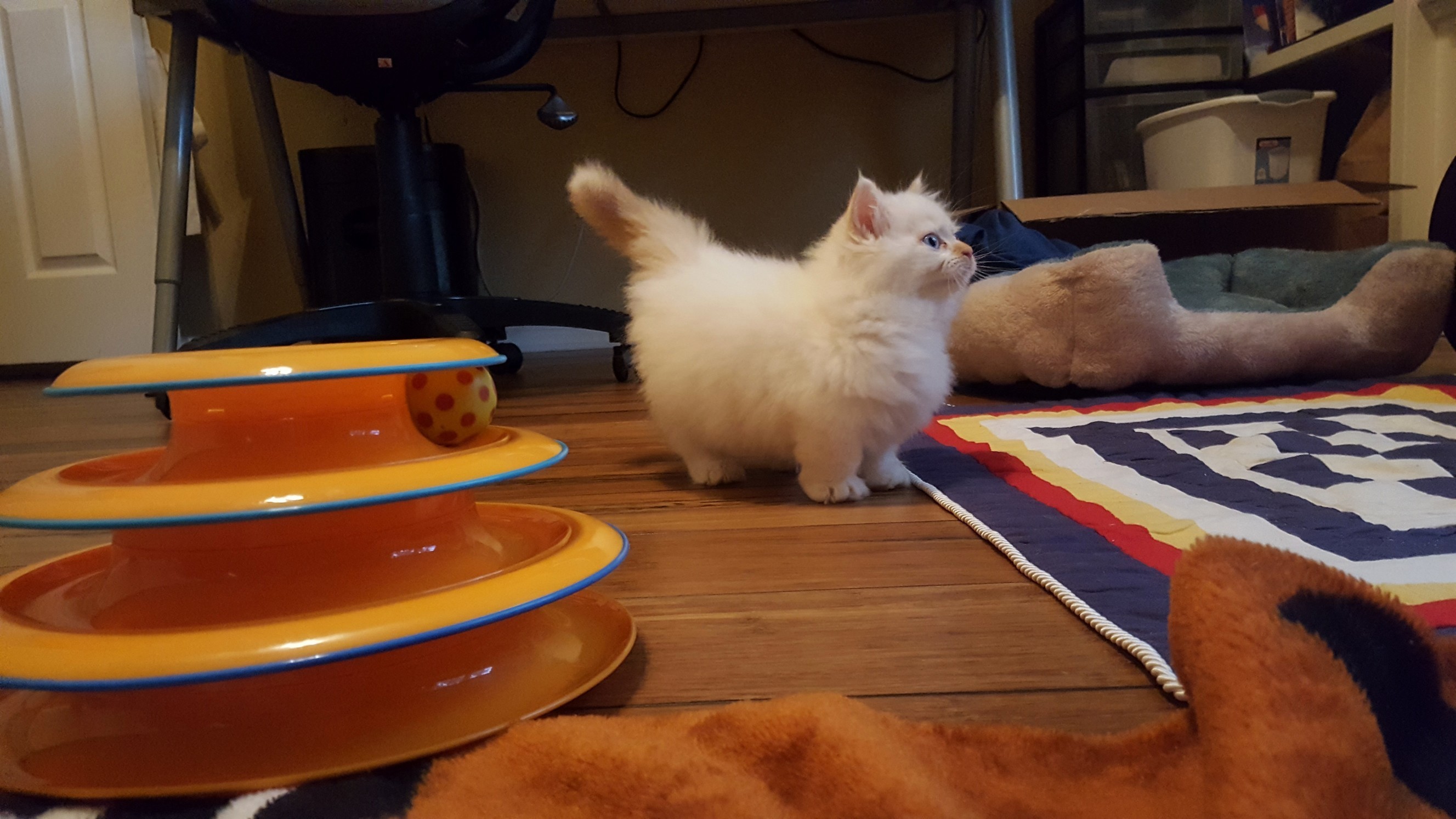 My Little Munchkin, Cam!