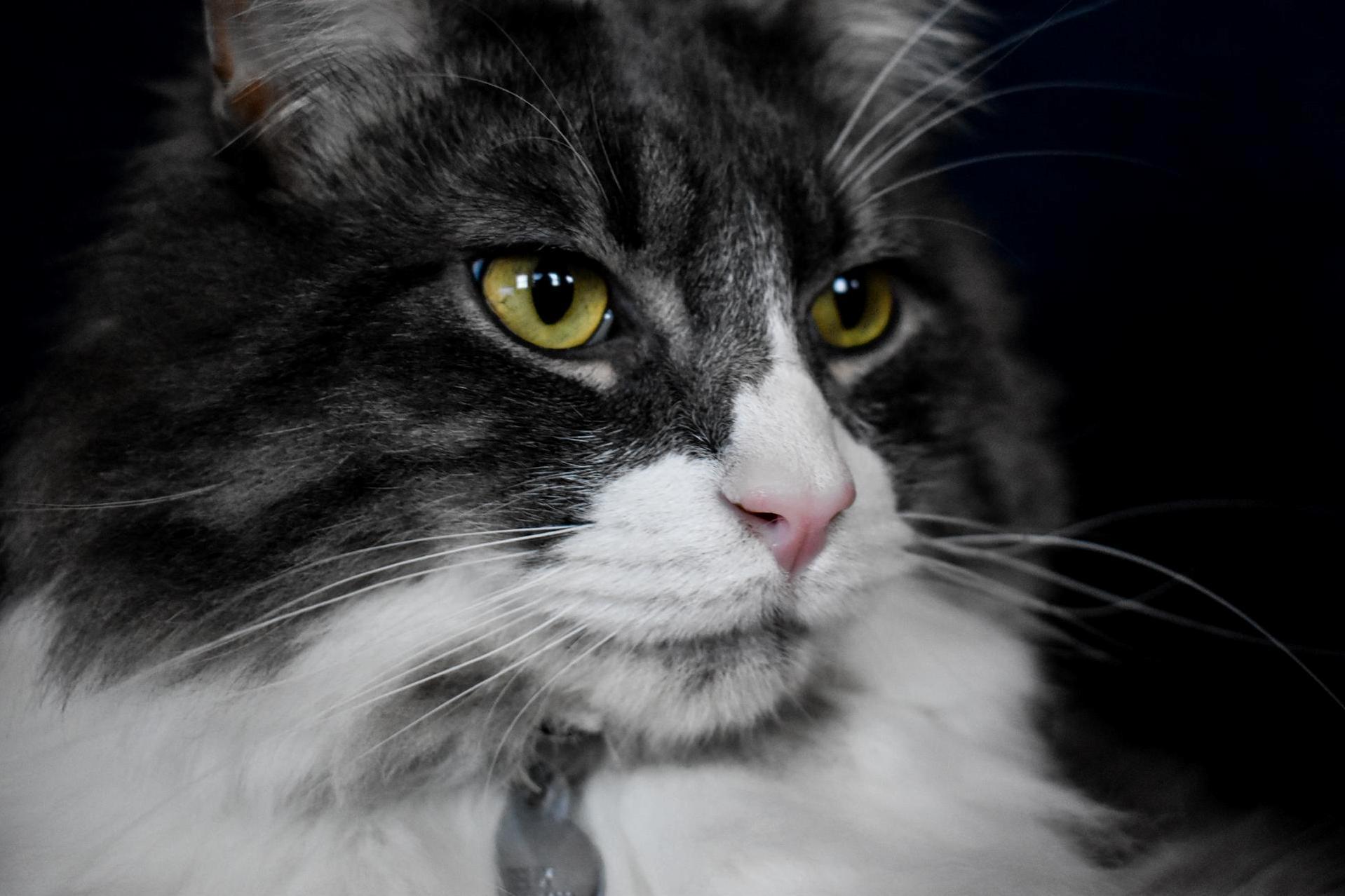 My Maine Coon Mix, Felix