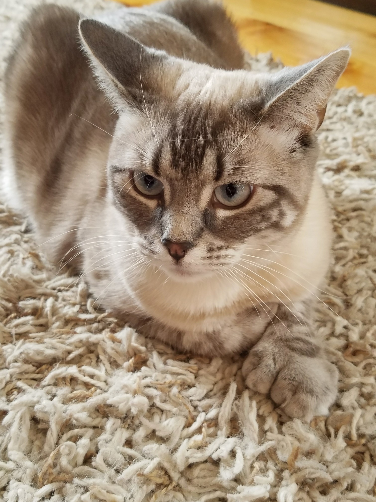 My Old Neighbors Had a Really Pretty Cat!