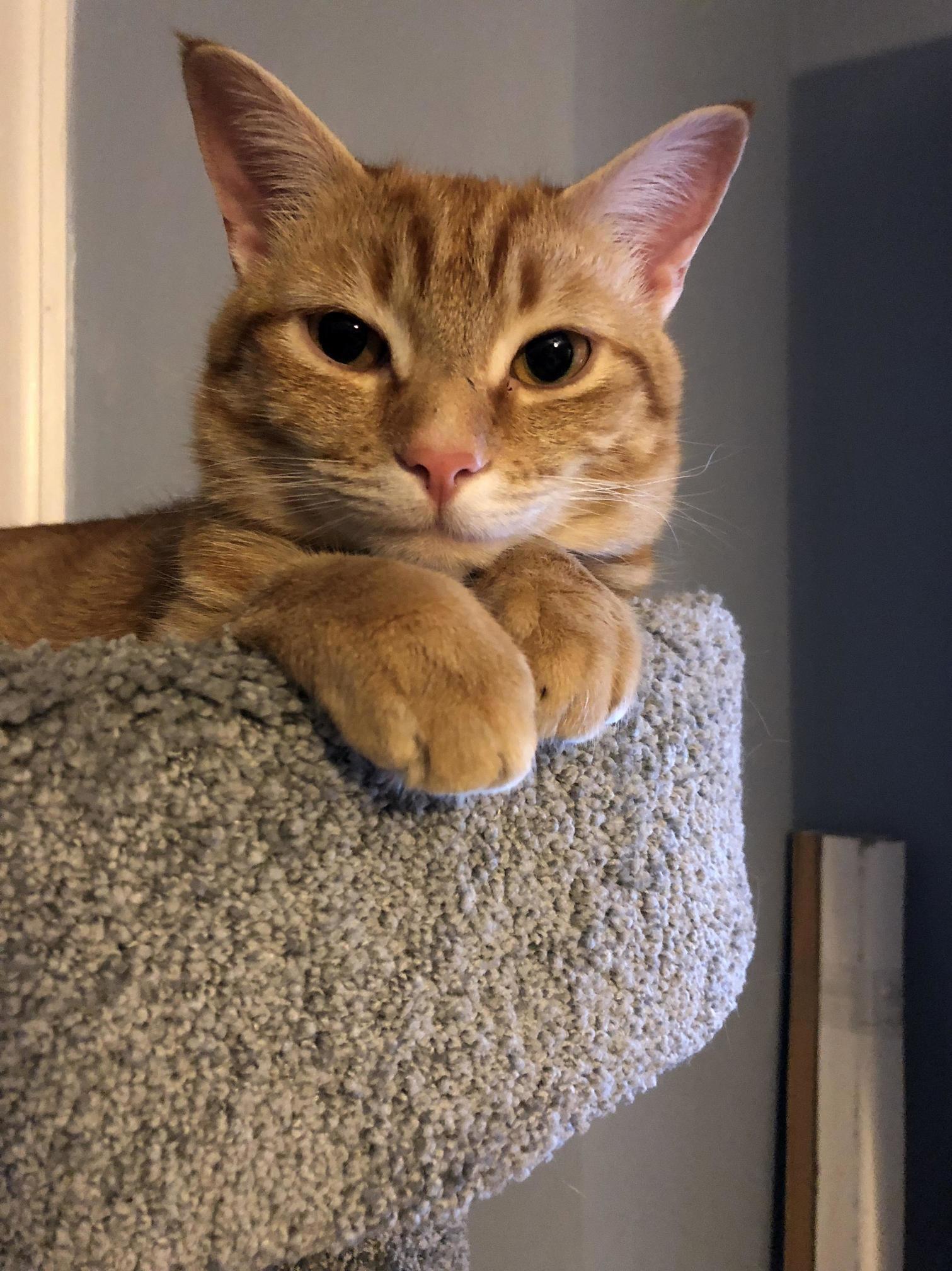 My Photogenic Baby Boy, Arrow