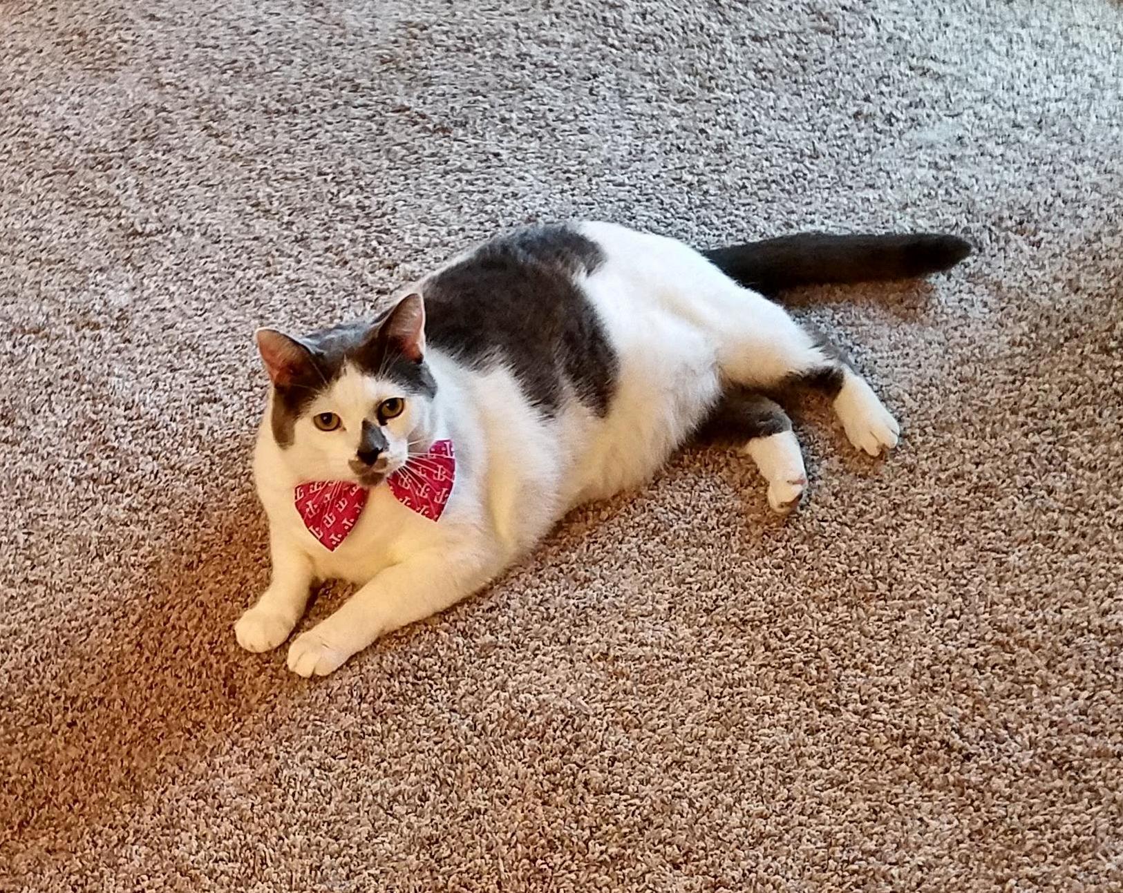 My Pudge Pudge in His Dapper Bow Tie!