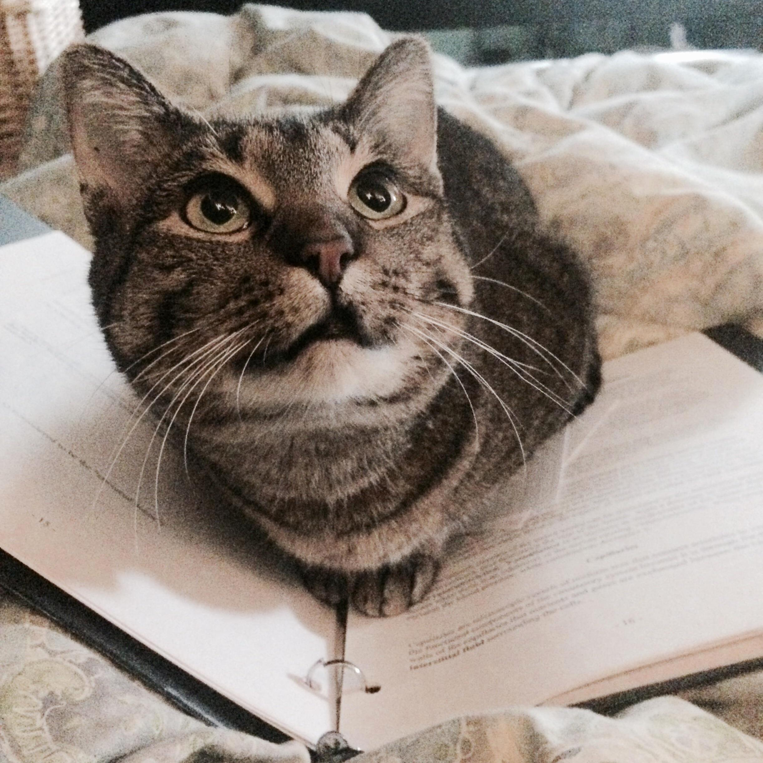 My Rescue Kitty Helping Me Study