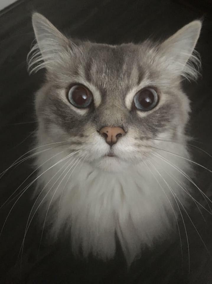 My Sassy Ragdoll