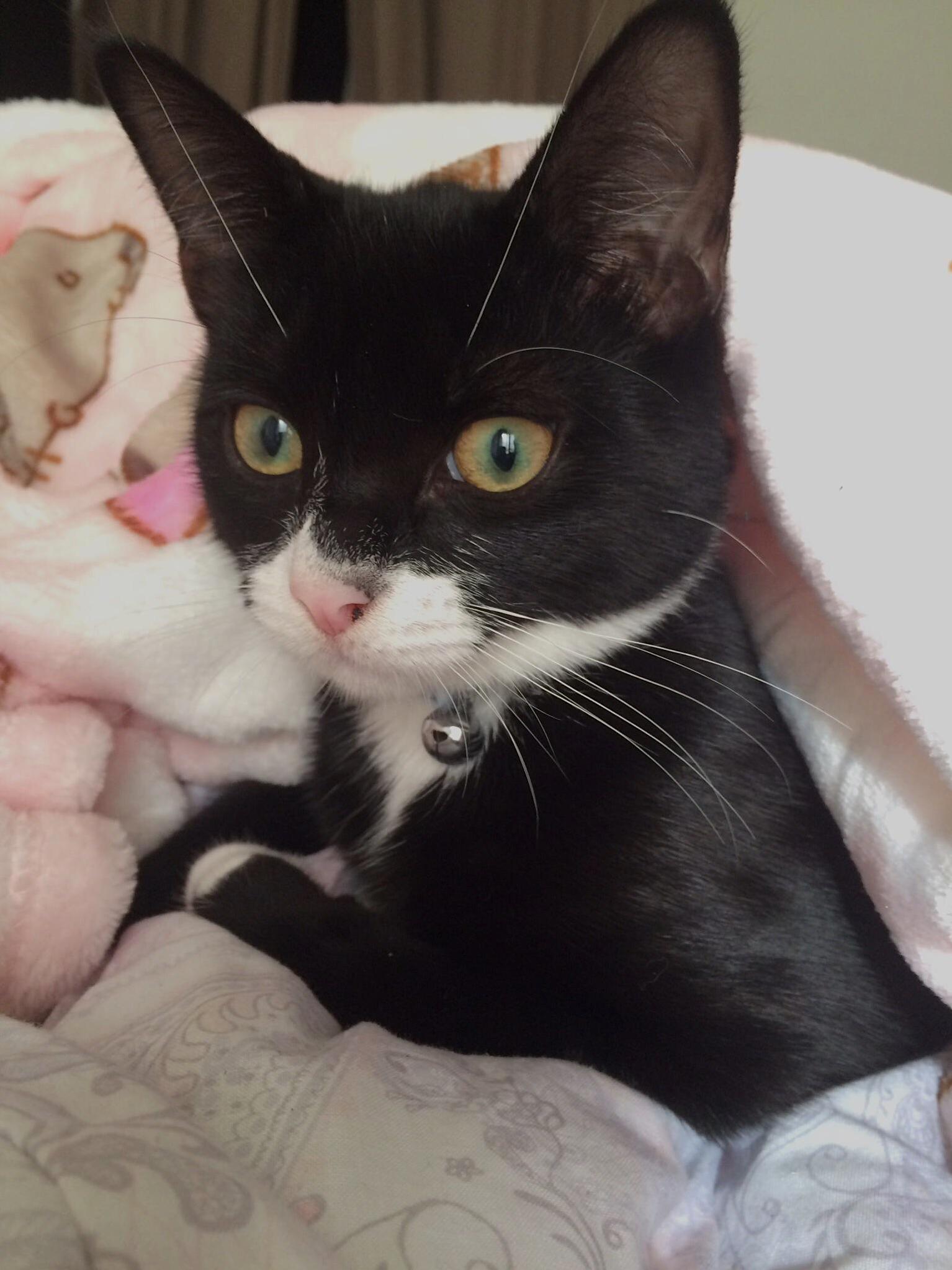 My Special Tripod Kitty!