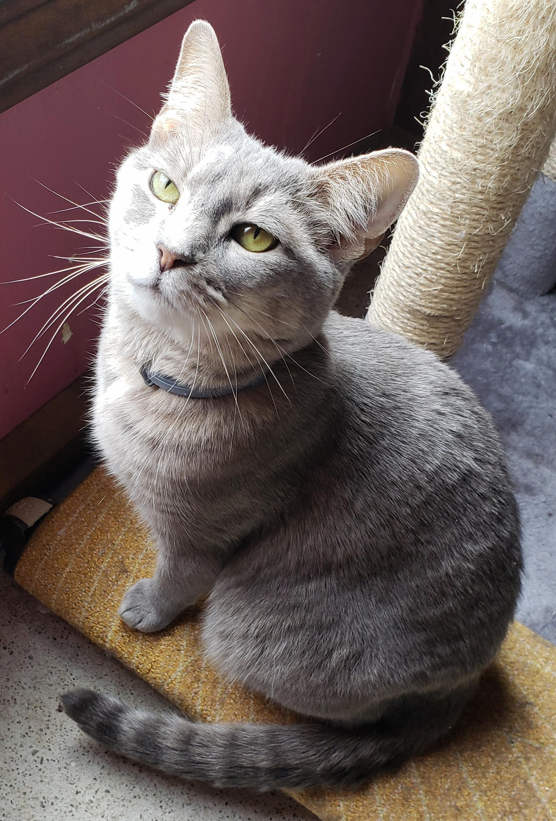 My Stunning Callie, Master of the Resting-bitch-face