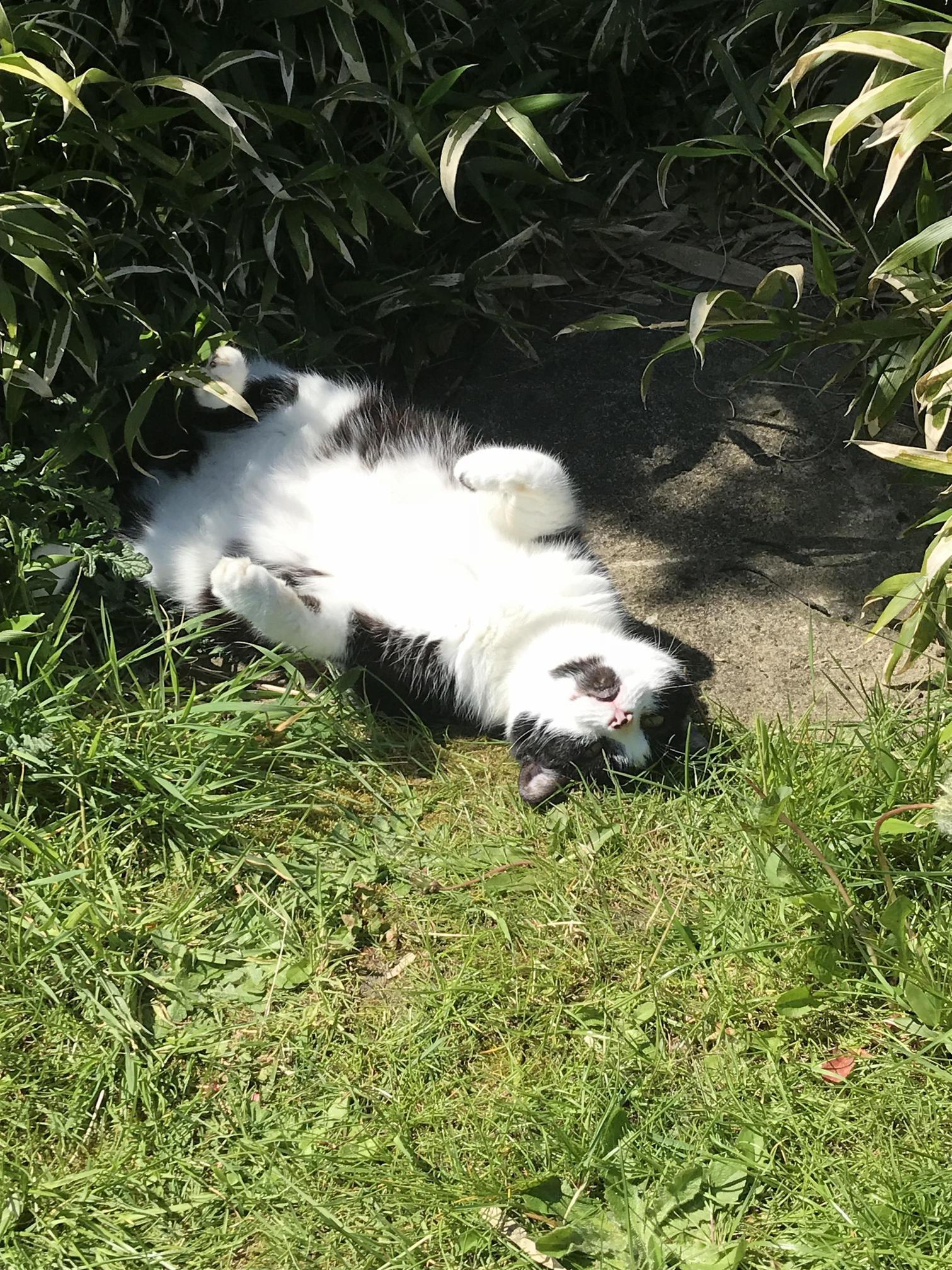 My Sun Fur