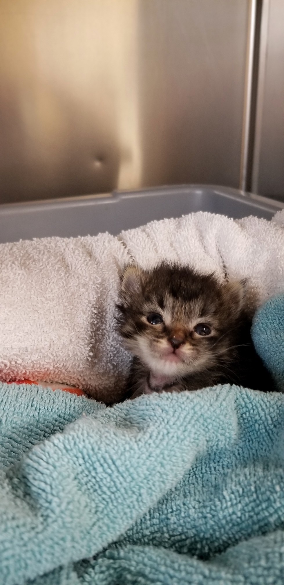 My Tiniest Patient Last Night..(shes Doing Fine)