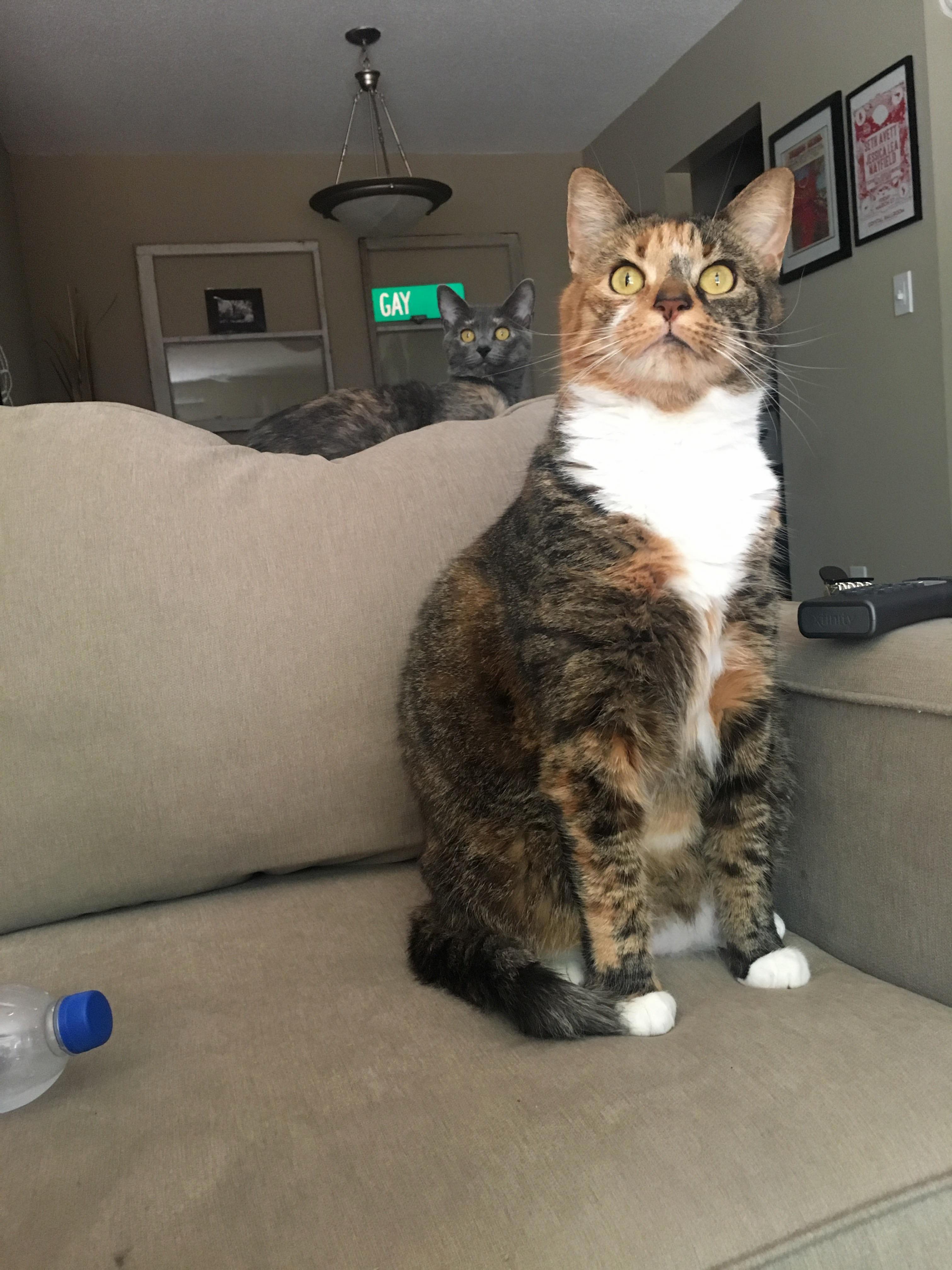 My Toddler Neighbor Came Close to Our Patio and Both of My Cats Made the Same Face.