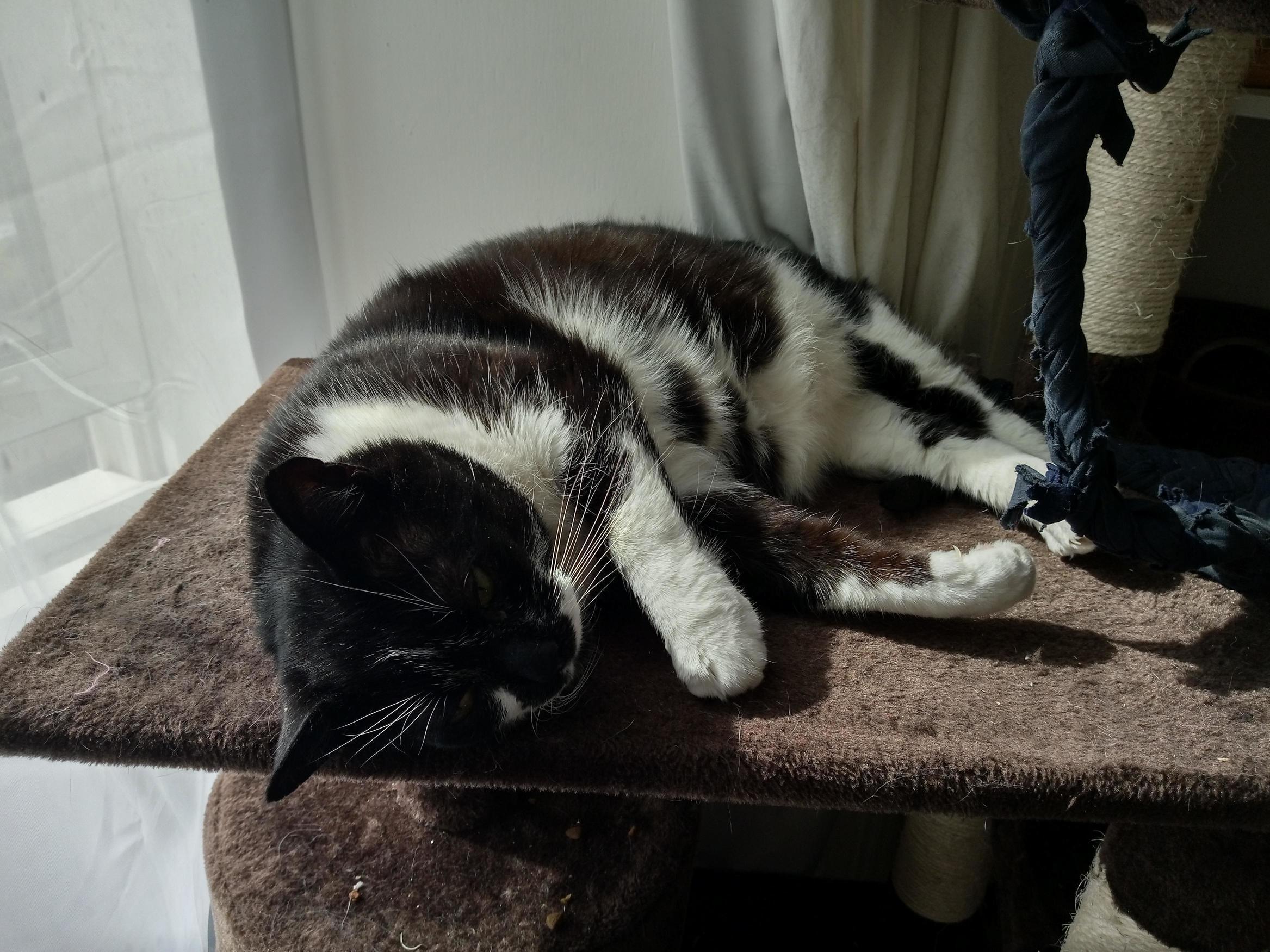 My Vet Posted an Article on Facebook About How to Tell If Your Cat Is Stressed. I Thought About Reading It, Looked at Pete, Decided Not To.